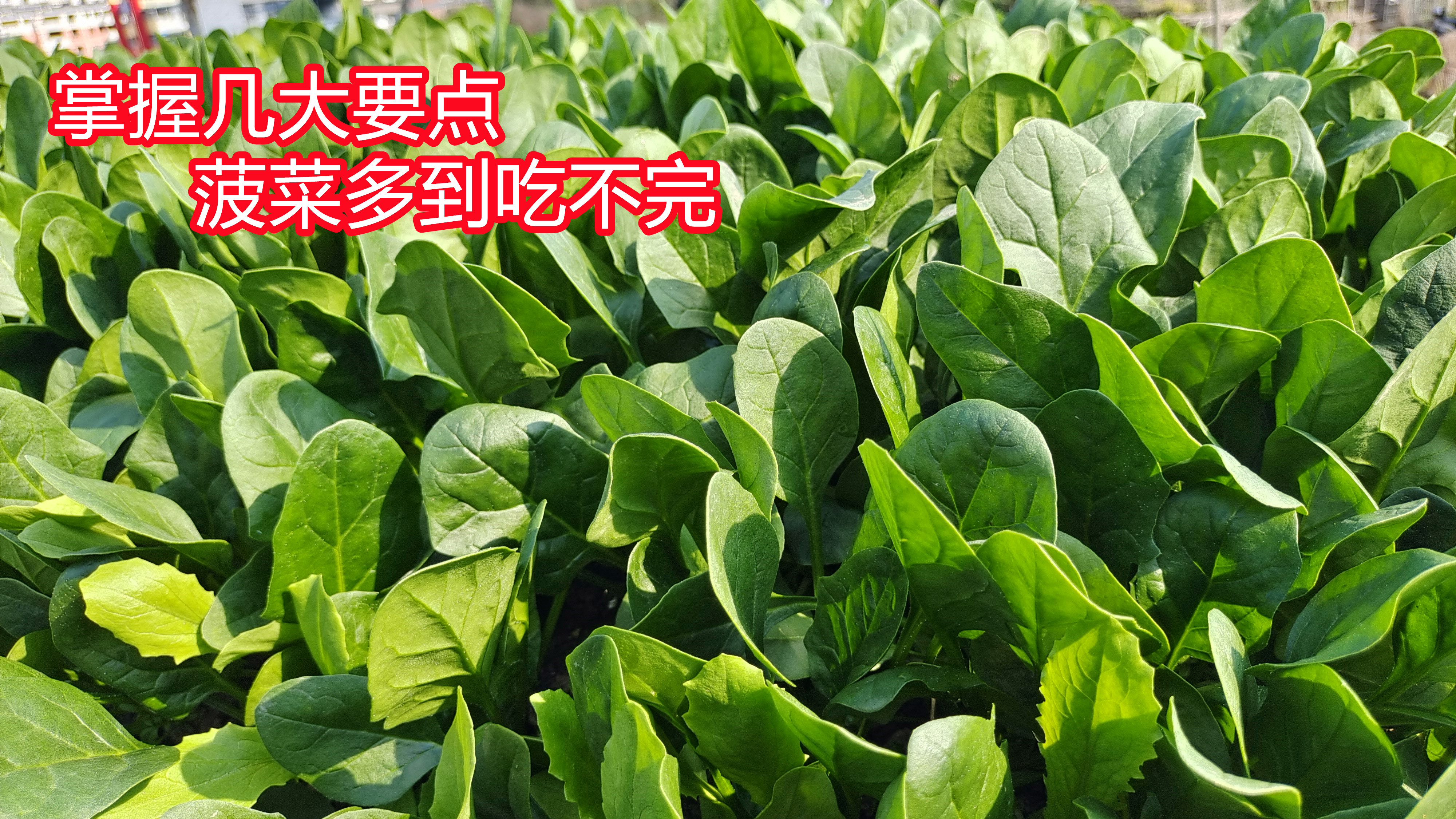种植菠菜想要长势好,掌握几大管理技巧,后续又嫩又绿没虫害
