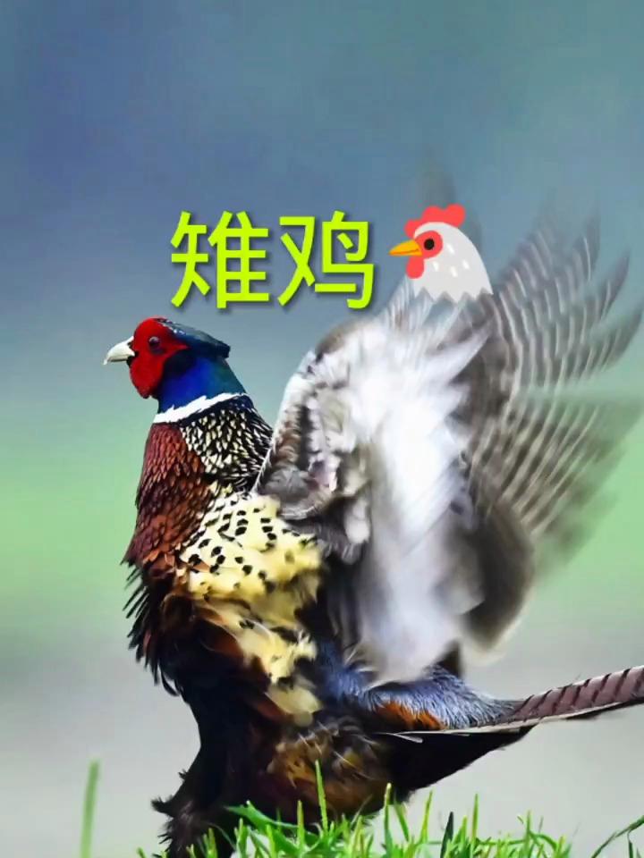 一起感受大自然的美,雉鸡叫声