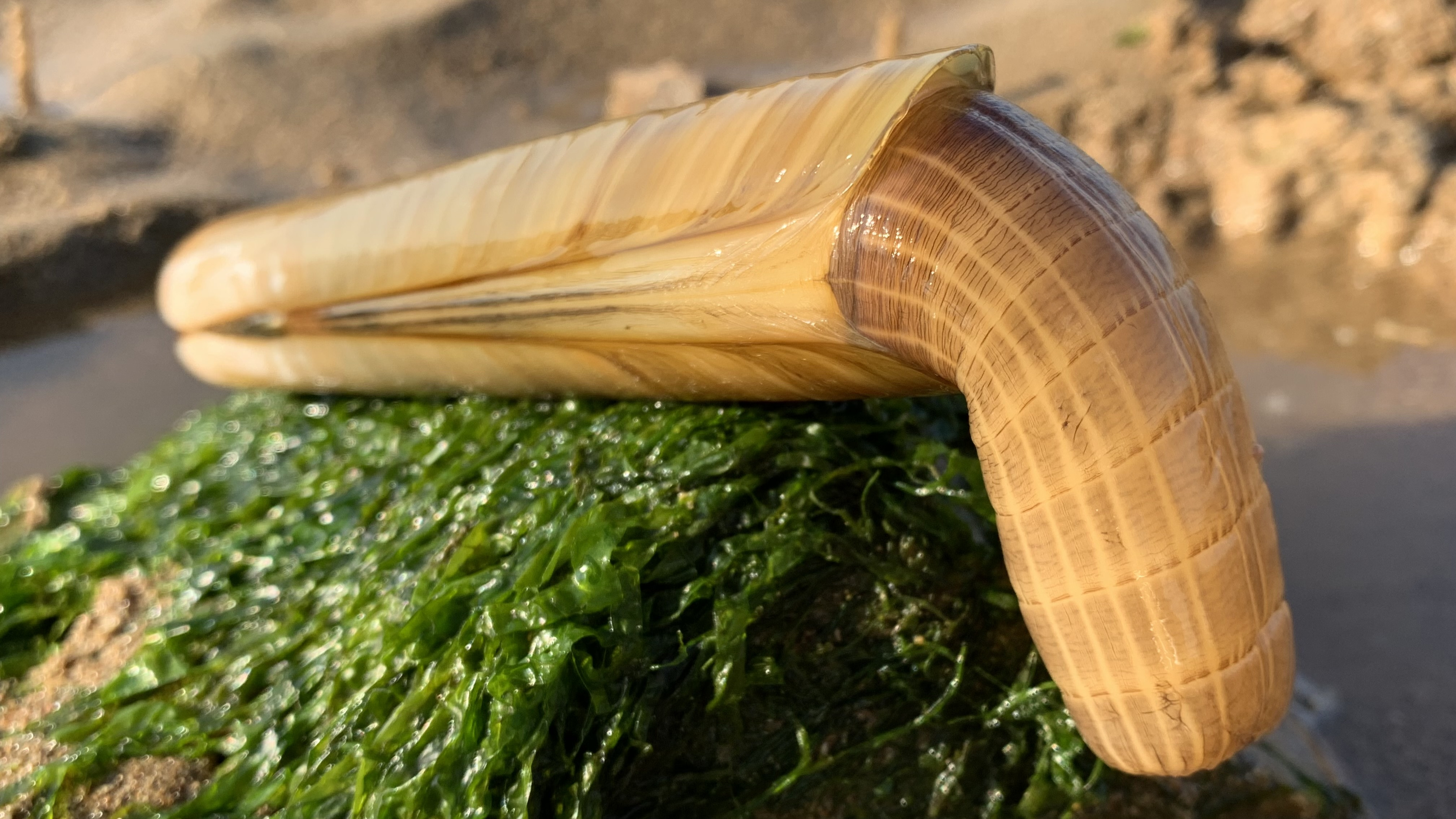 大海退潮后,小丁赶海发现白色的墨鱼骨,还有大蛏王