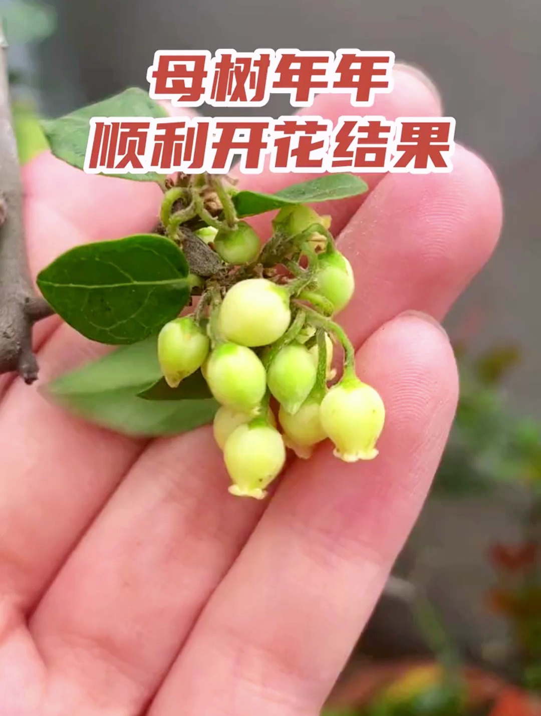 想让你母树金弹子每年有开花结果?我教你4个技巧!-度小视