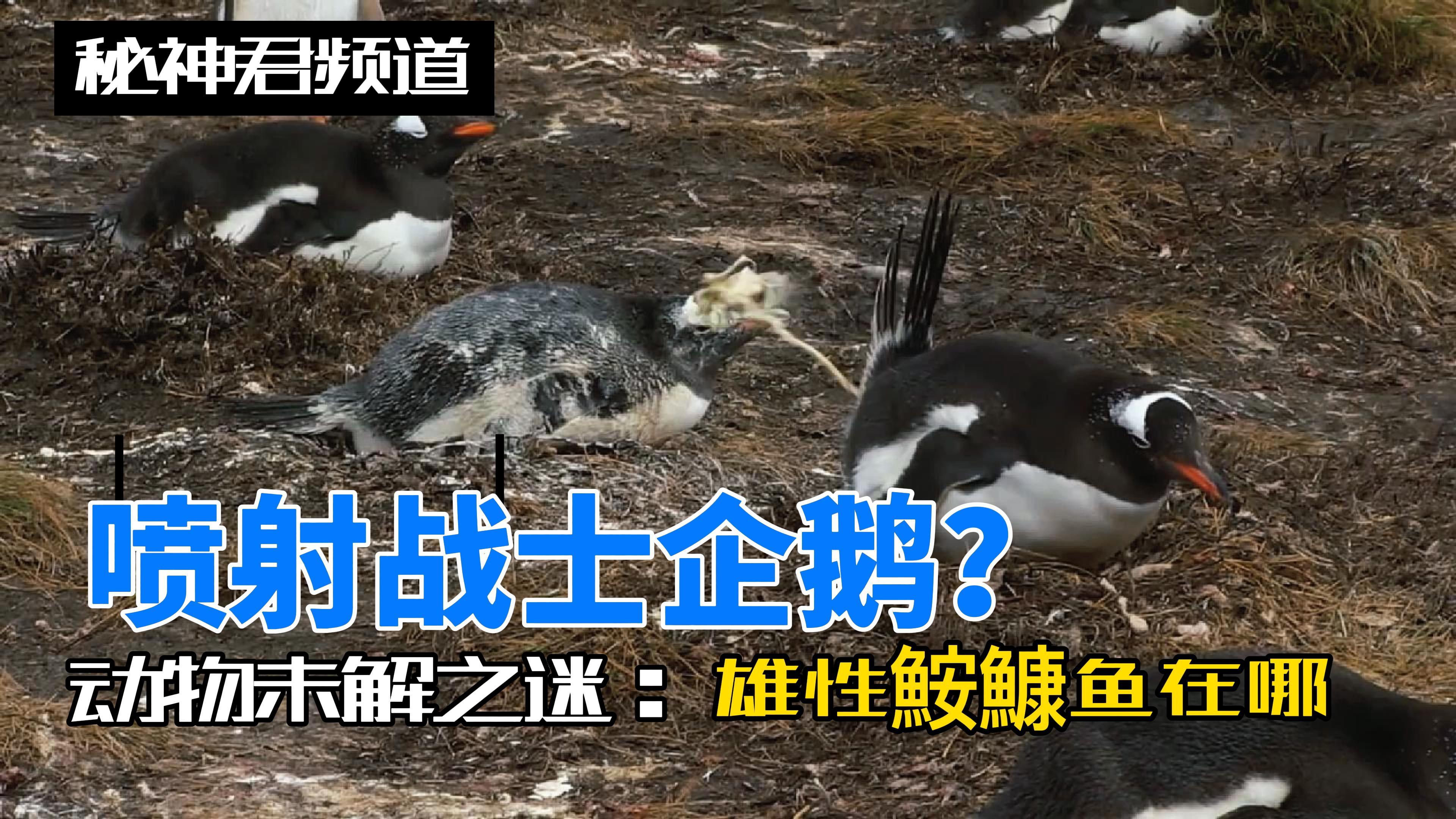从没人吃过的雄性鮟鱇鱼到底去了哪里,可以无限永生的水母存在吗