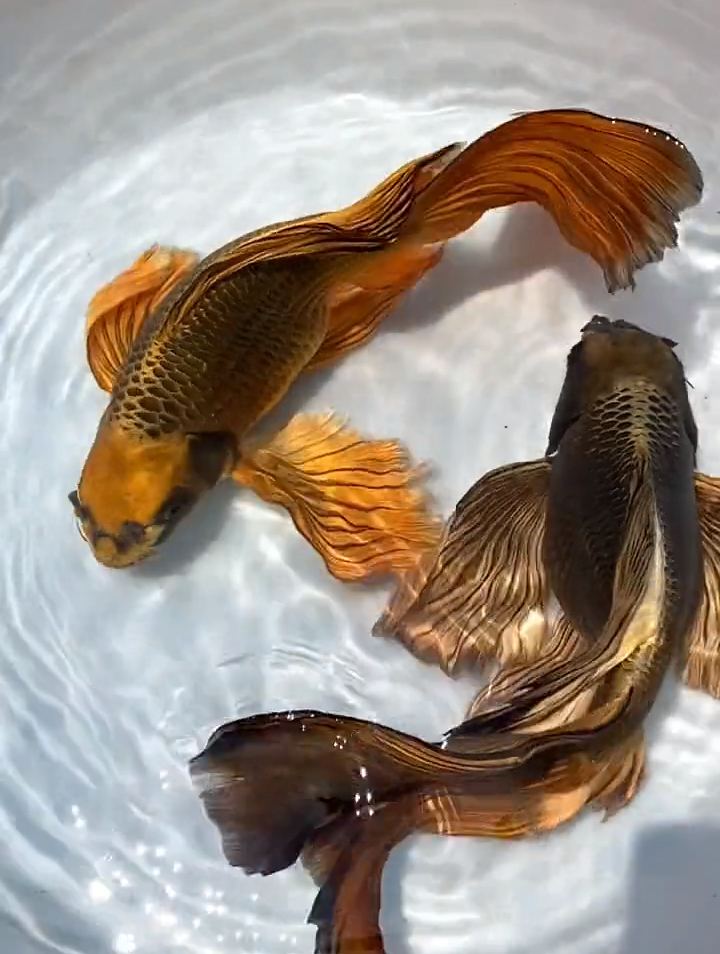 两条熊猫蝴蝶鲤,你更喜欢那条呢?-度小视