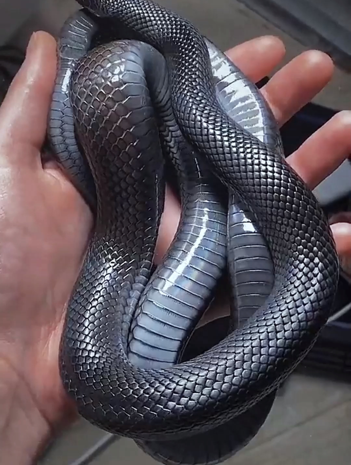 你猜这条蛇有毒吗?这是墨西哥黑王蛇,没毒的哟-度小视