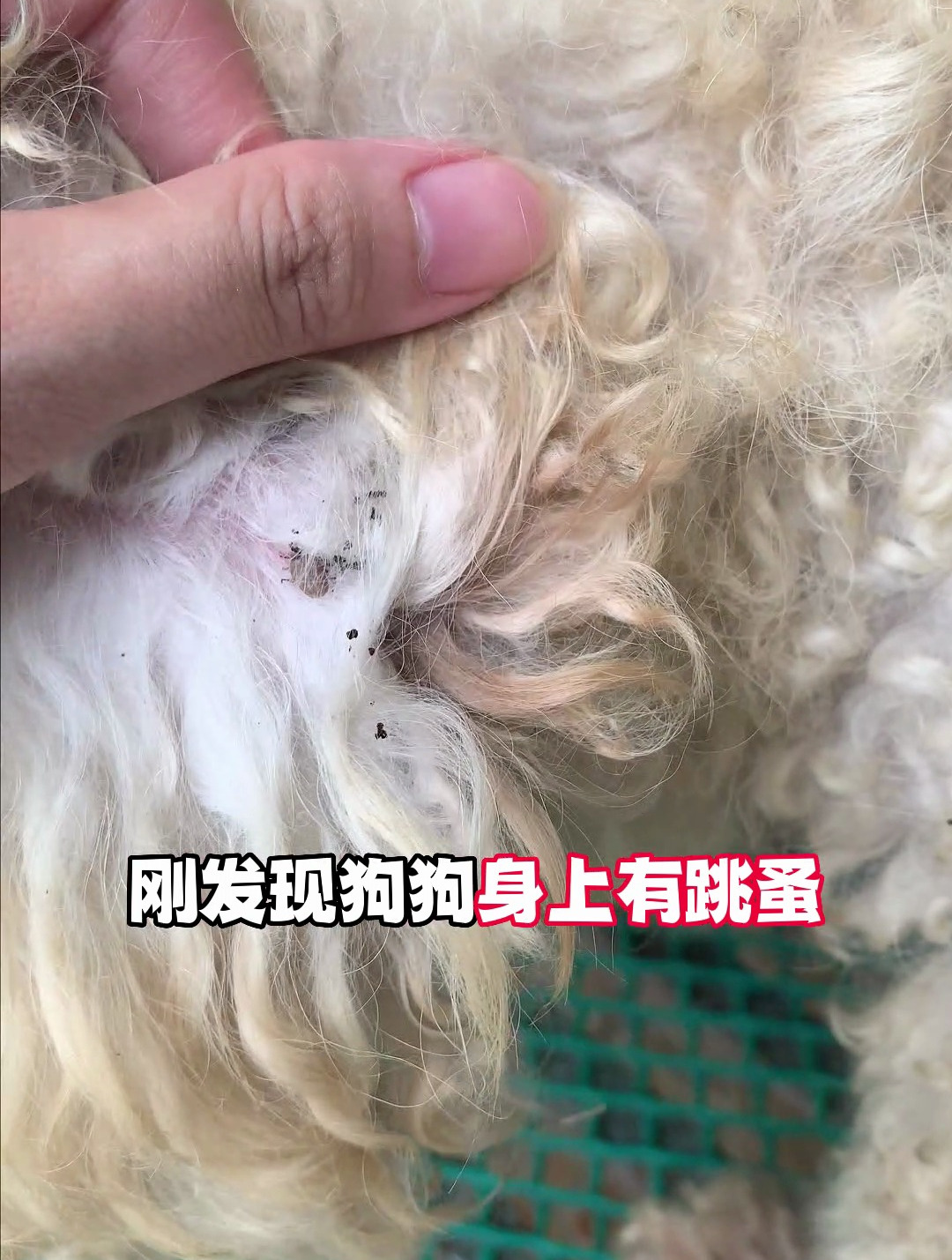 刚发现狗狗身上有跳蚤,还止不住瘙痒,驱虫来得及吗?