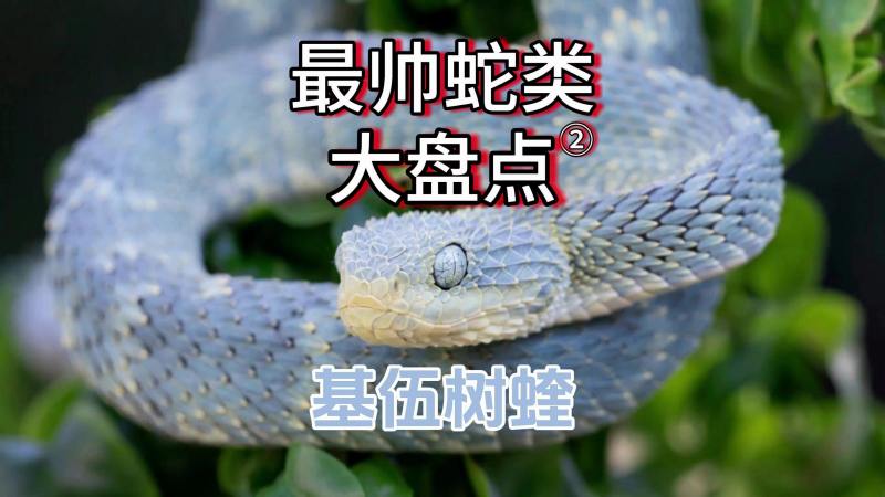 世界上最美的毒蛇,基伍树蝰,竖起的鳞片宛如巨龙般的存在!,自然,动物,好看视频