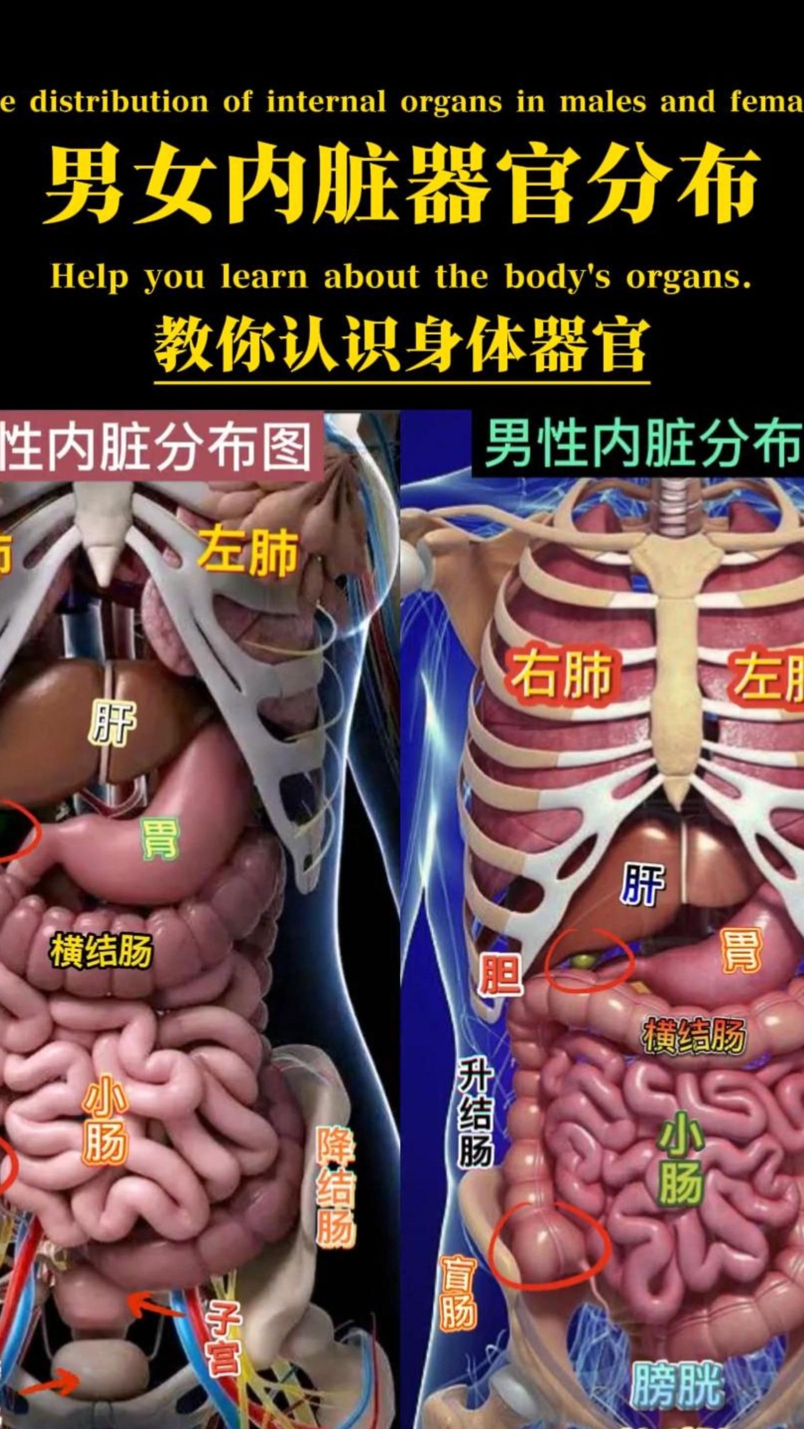 你真的了解自己的身体吗?现教你如何认识器官