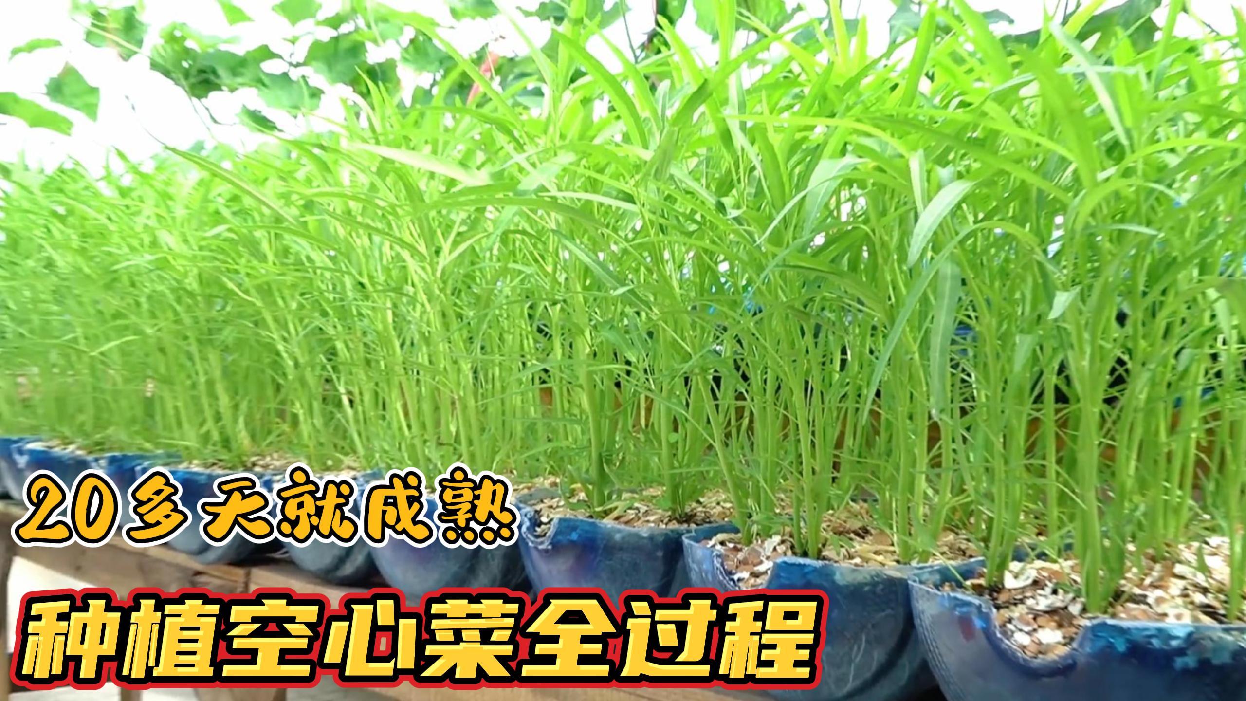 种植空心菜全过程，教你1个小技巧，20多天就能长爆盆值得一试！