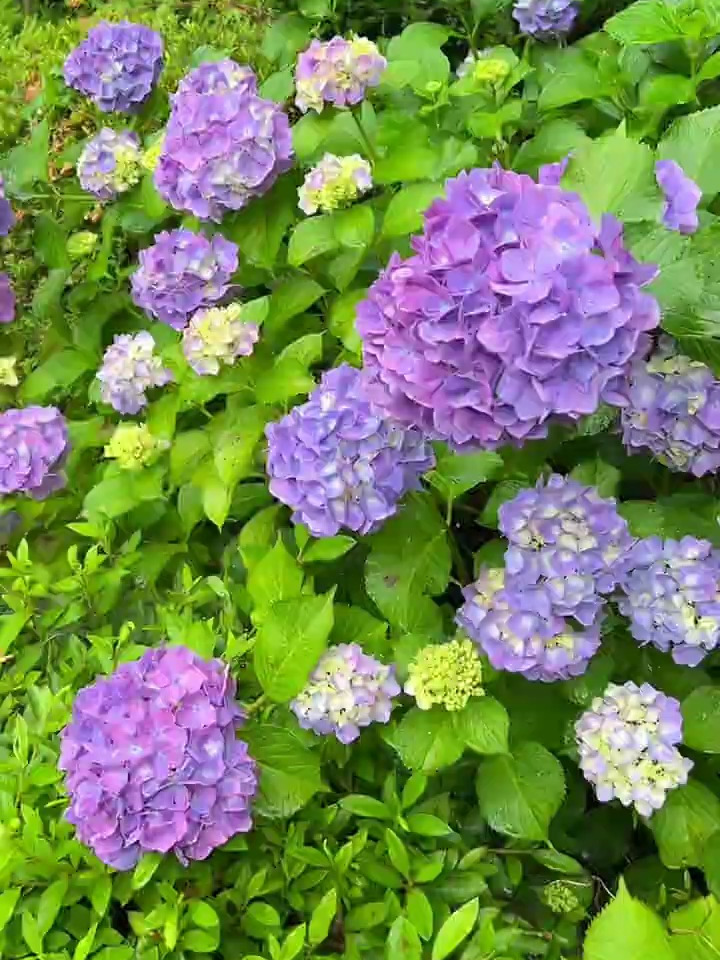 静静的聆听紫阳花的低语声