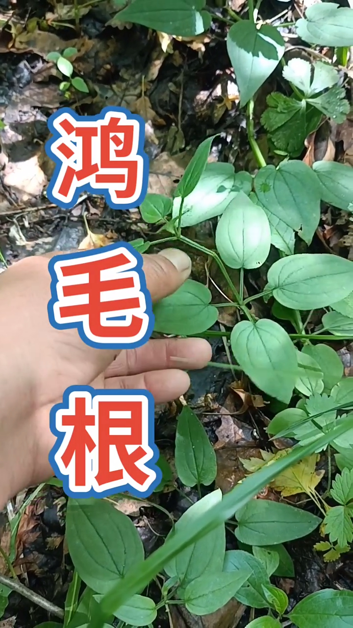 鸿毛根学名叫欠草,带你认识大自然-度小视