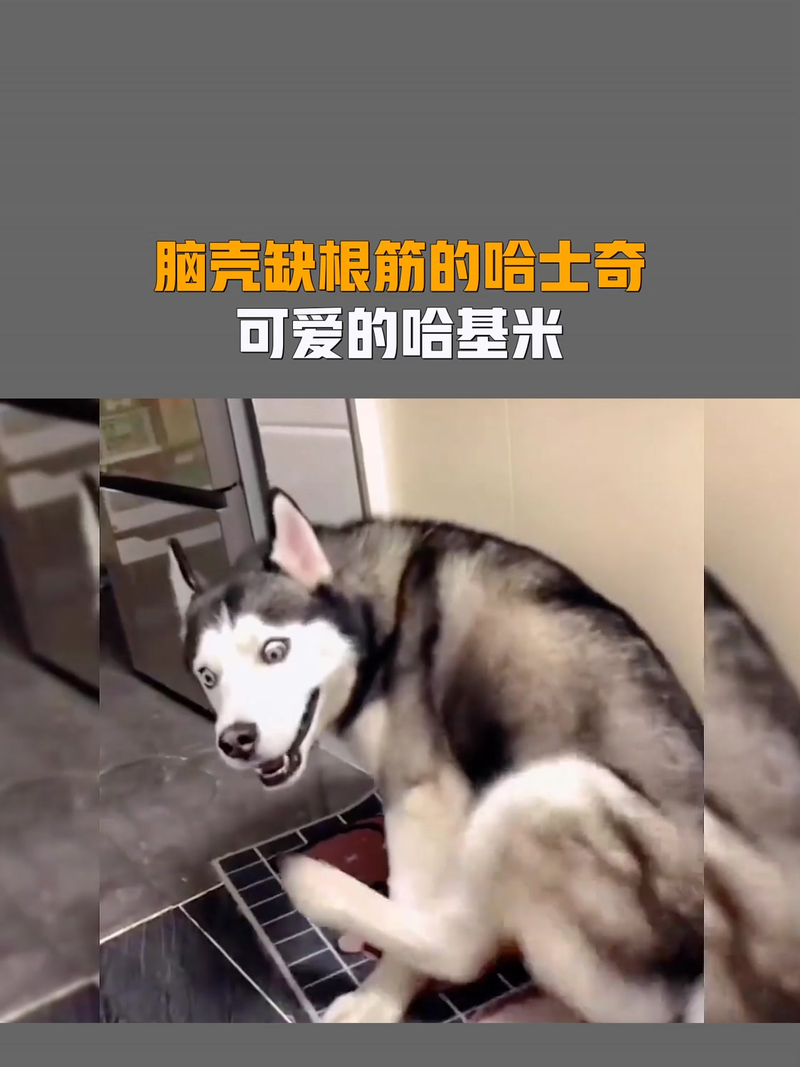 脑壳缺根筋的哈士奇,可爱的哈基米