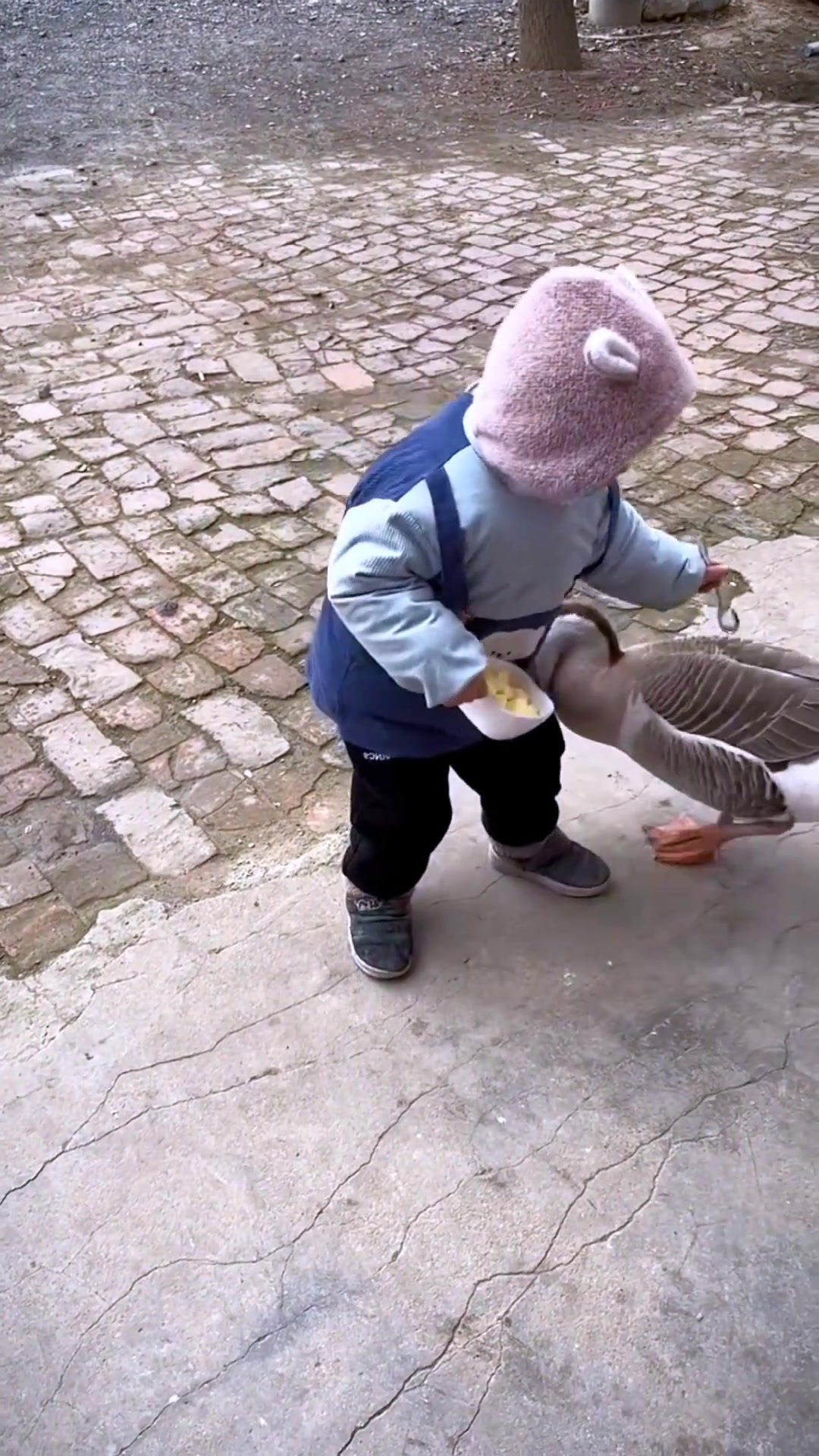 大鹅来咬屁股了