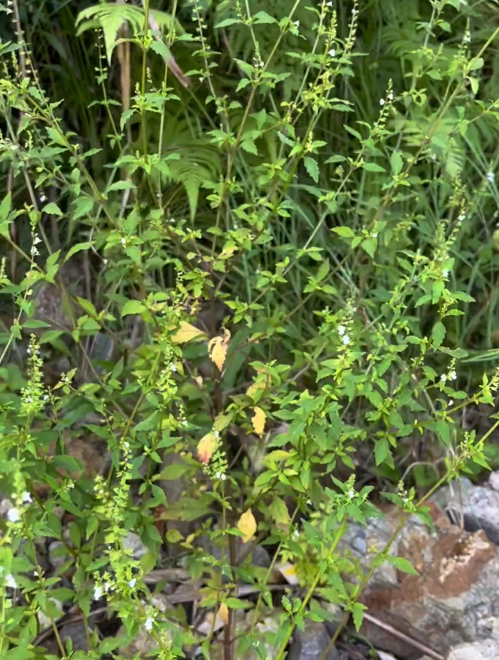 植物科普:石荠苎痱子草,这个价值非常的高大家知道吗?-度小视