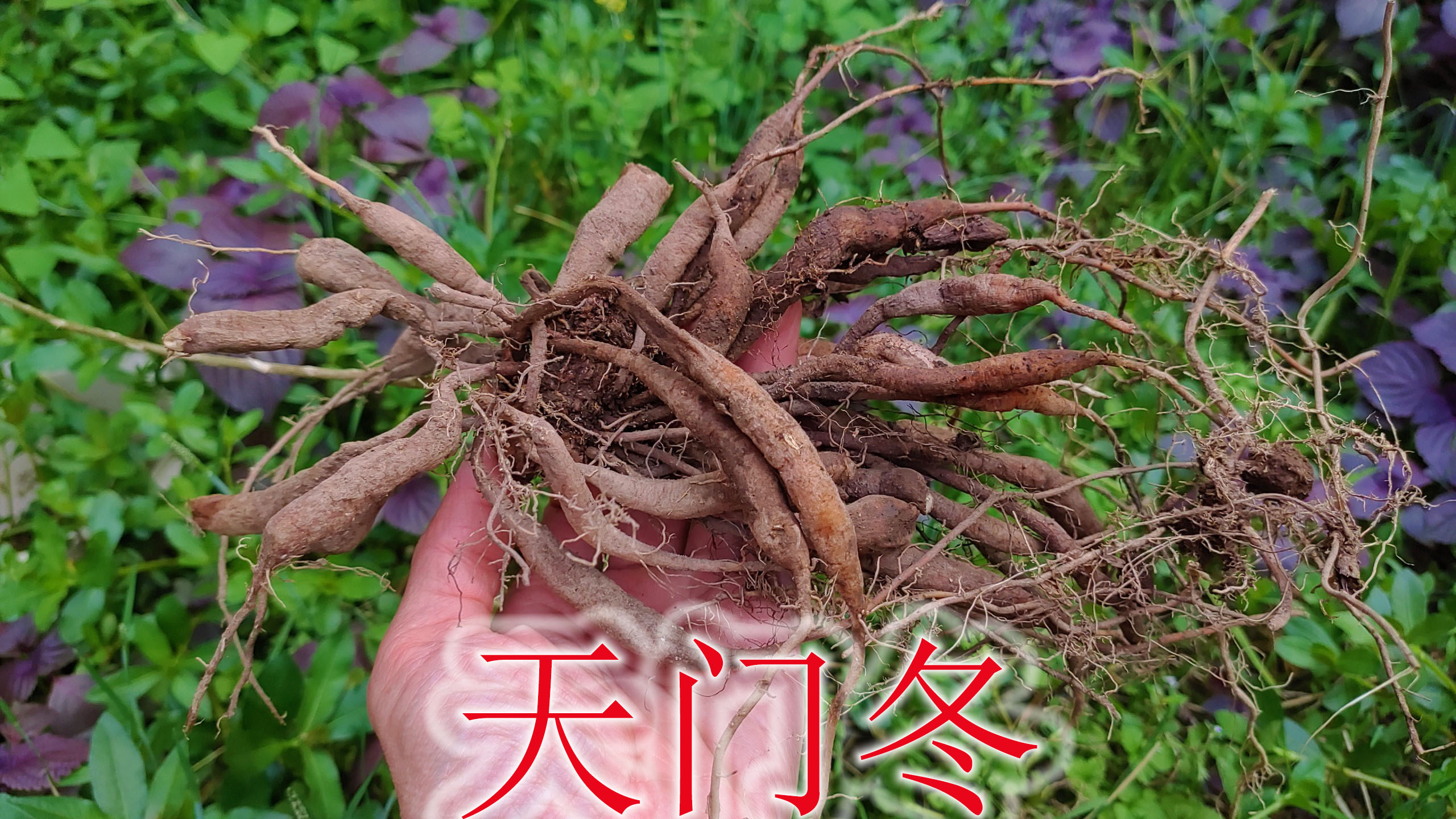 野生药材植物“天门冬”,俗称为“飞天蜈蚣”,也是煲汤好食材