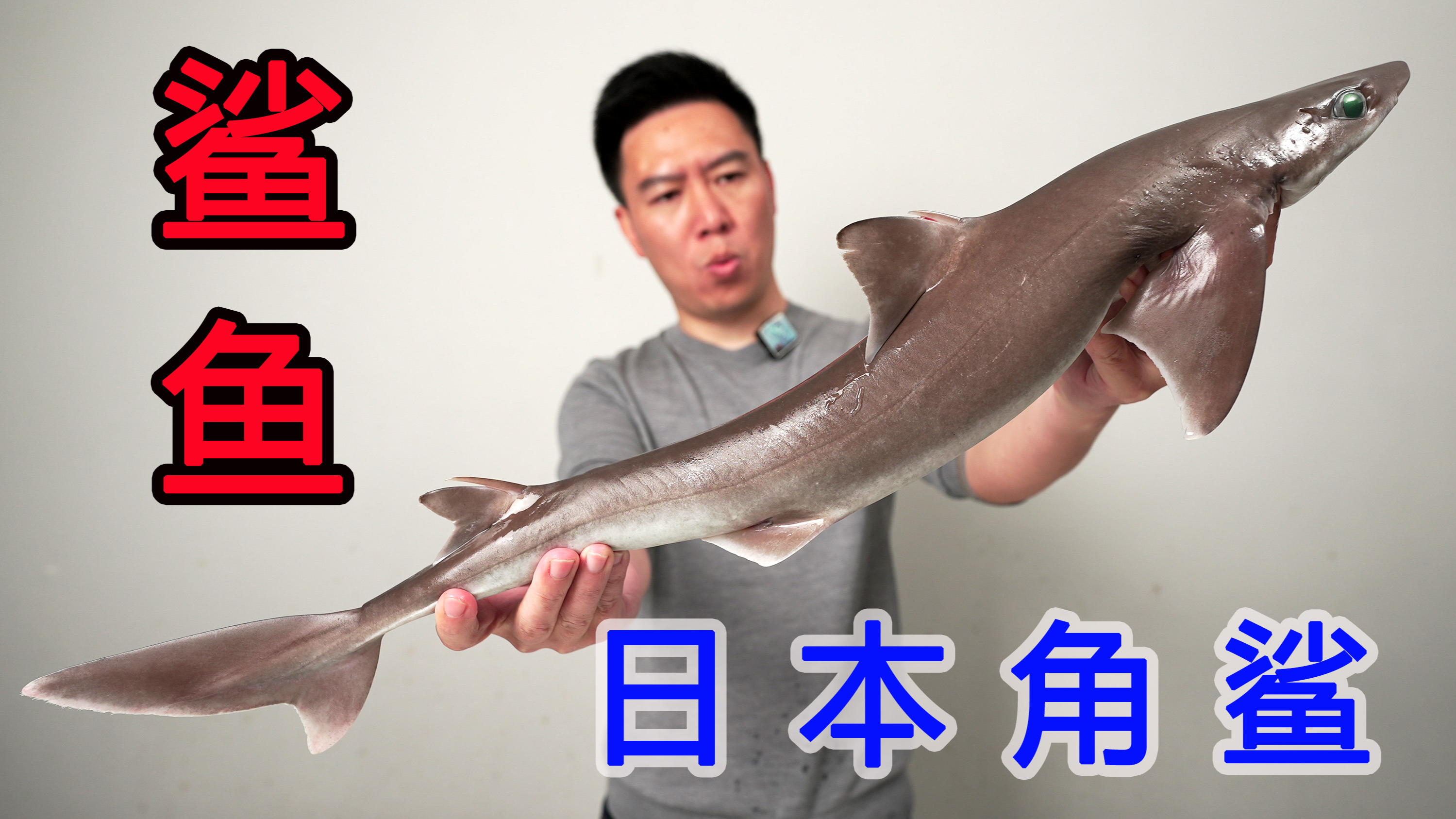 试吃一条日本角鲨，出锅后把我惊到了，完全不像鲨鱼肉
