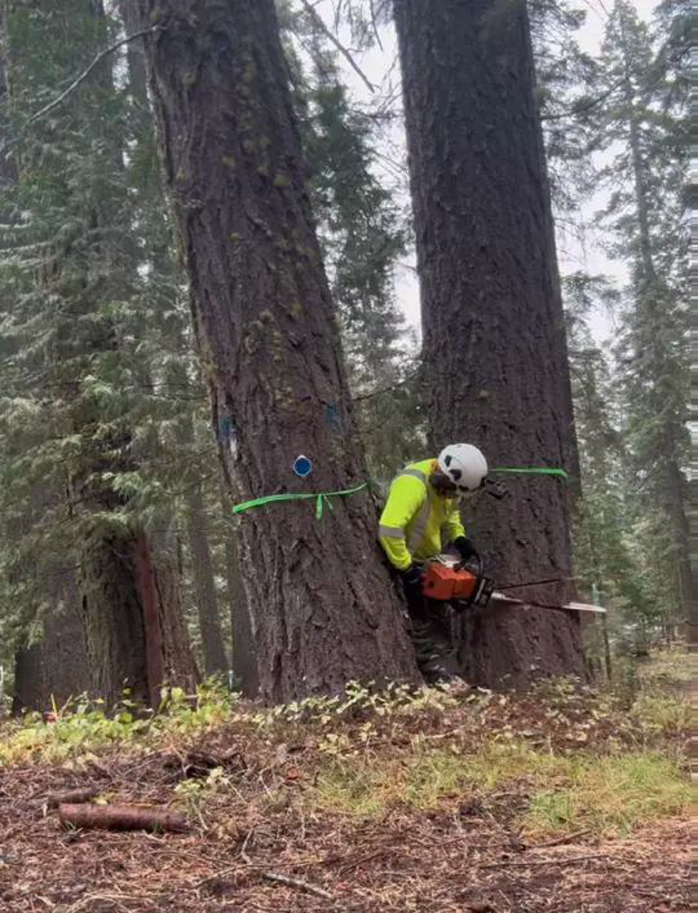 美国红杉树,咱们聊聊这大家伙!