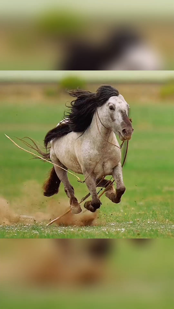 你奔跑的样子太帅了,蒙古马-度小视