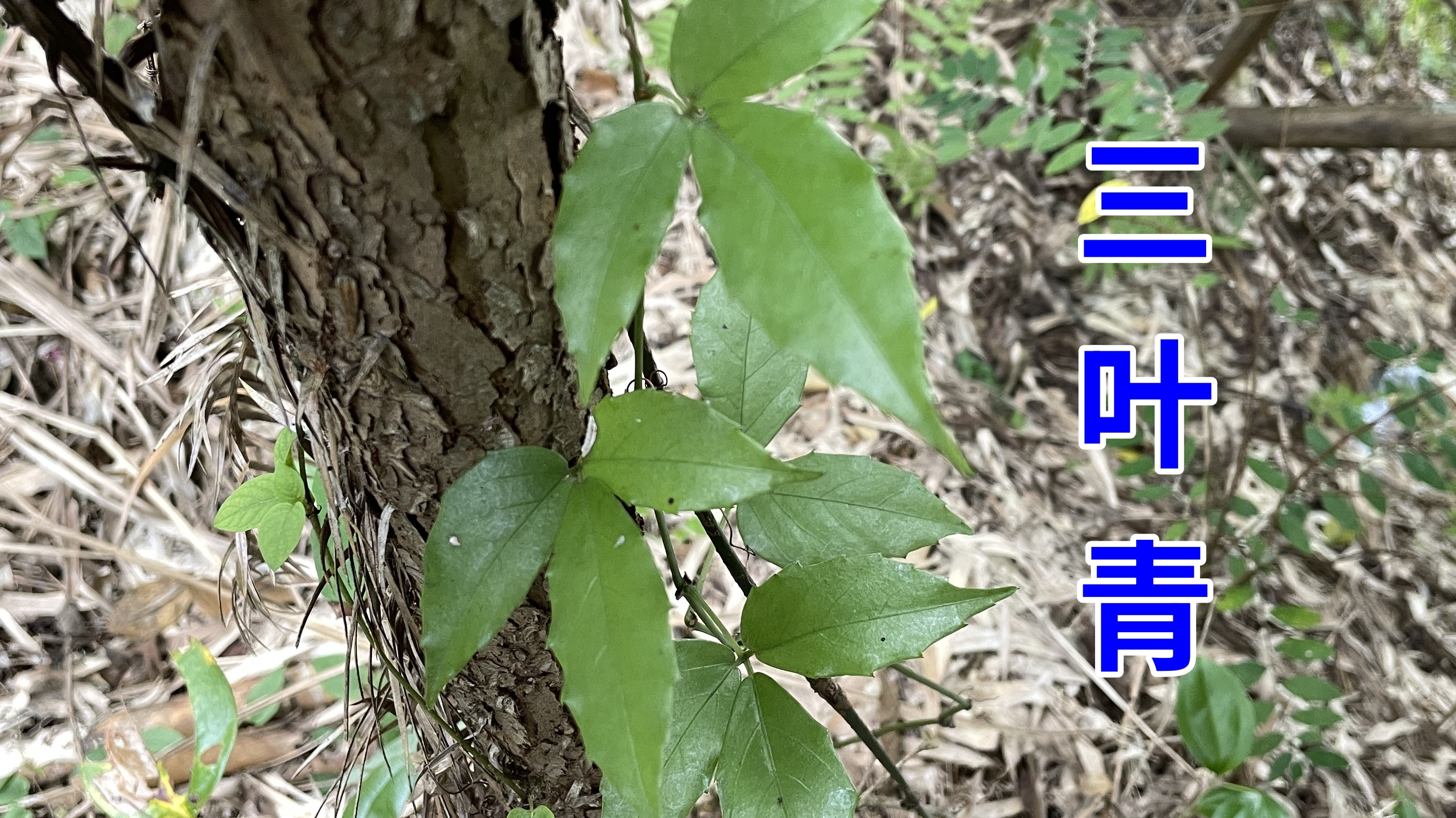 农村越来越稀有的“三叶青”,没想到是毒蛇咬到的克星,认识一下