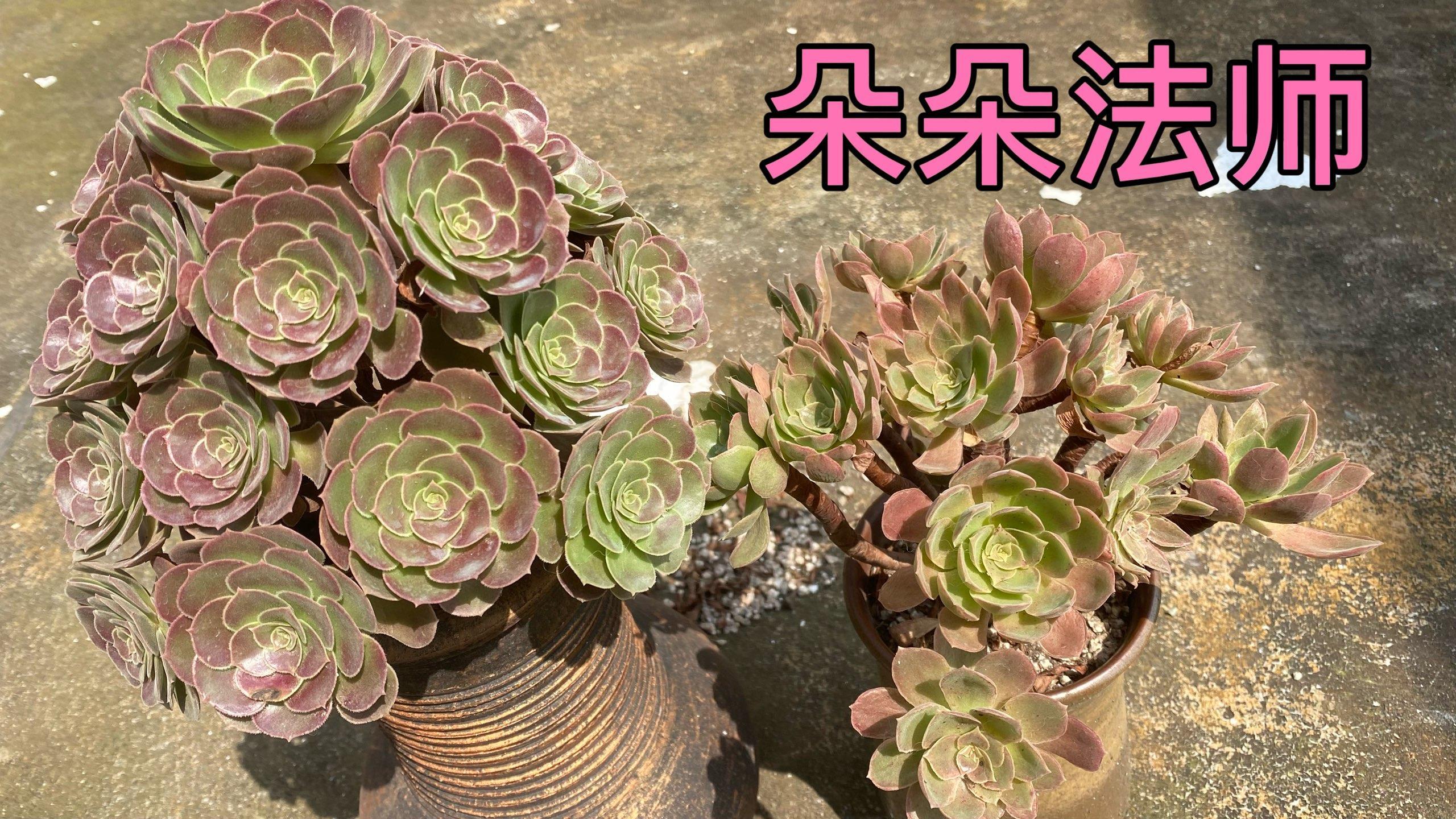法师系列的肉肉,养护方法还在摸索中～