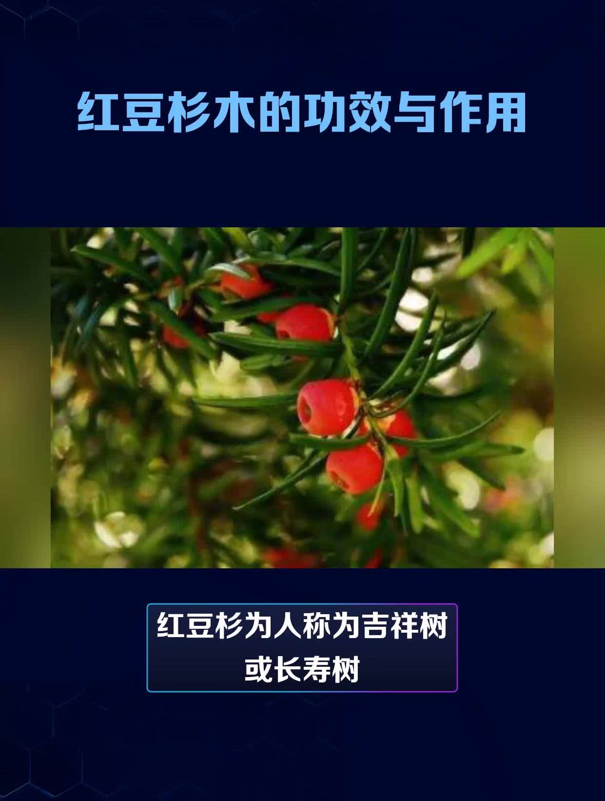 红豆杉树的药用图片