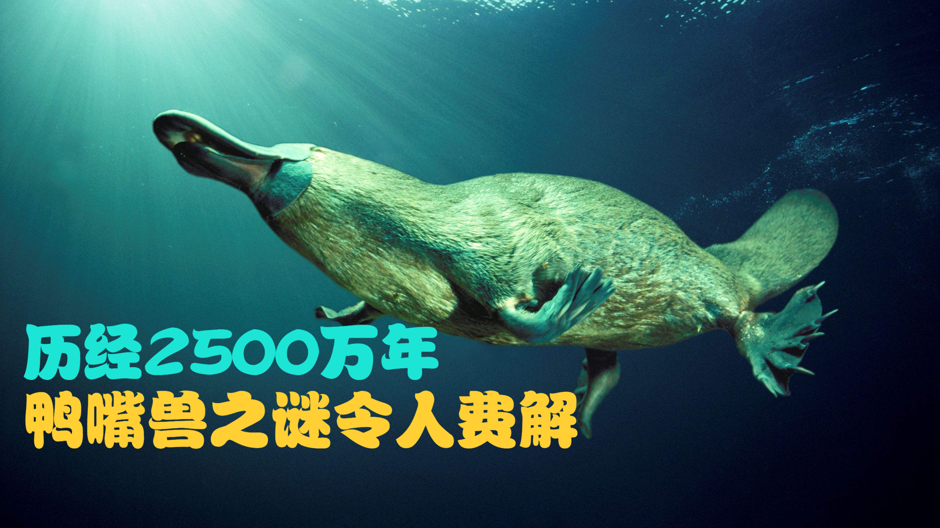 历经2500万年,却无进化,鸭嘴兽之谜令人费解
