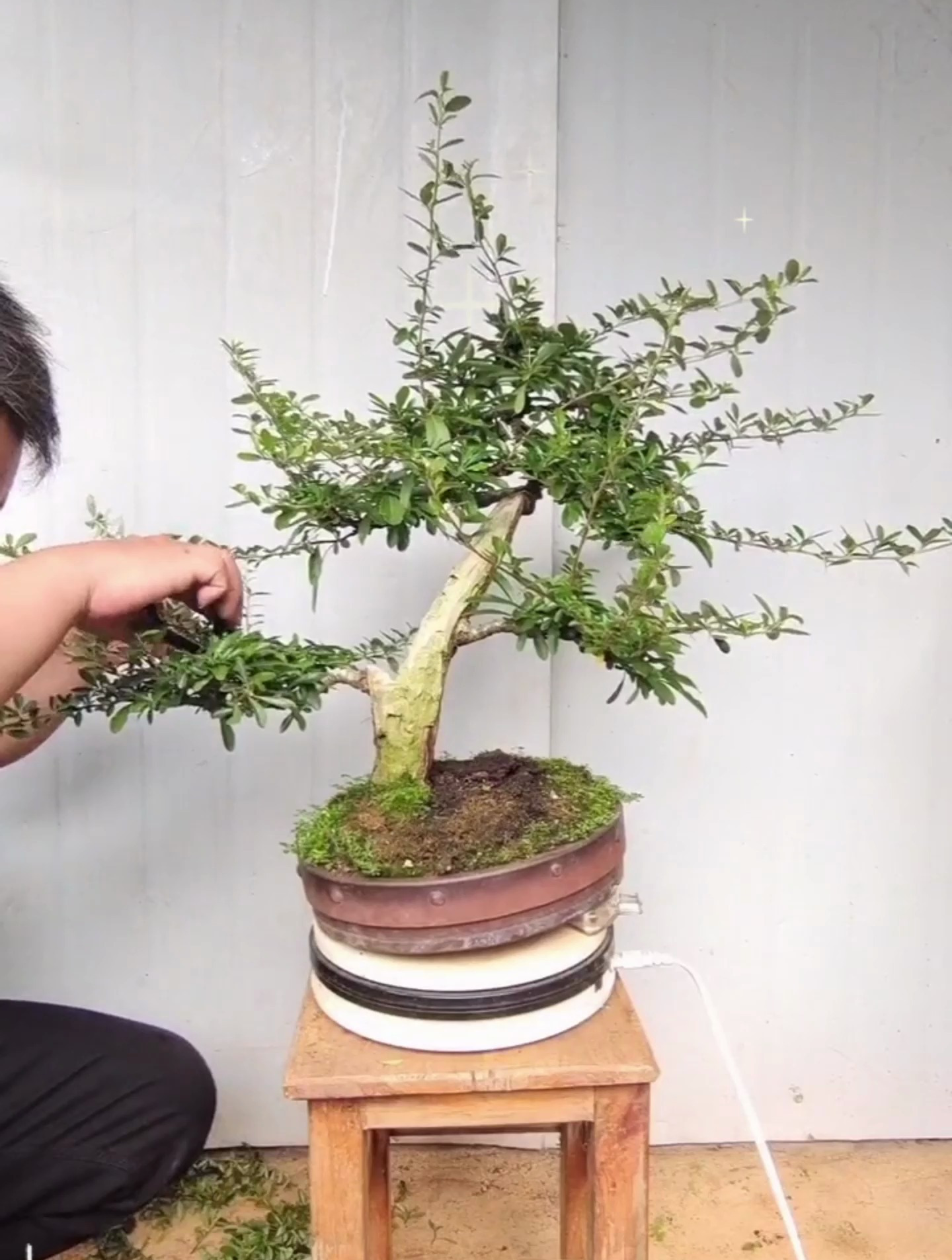 火棘的修剪看似简易,其实有很多小技巧,学会了就可以轻松玩火棘