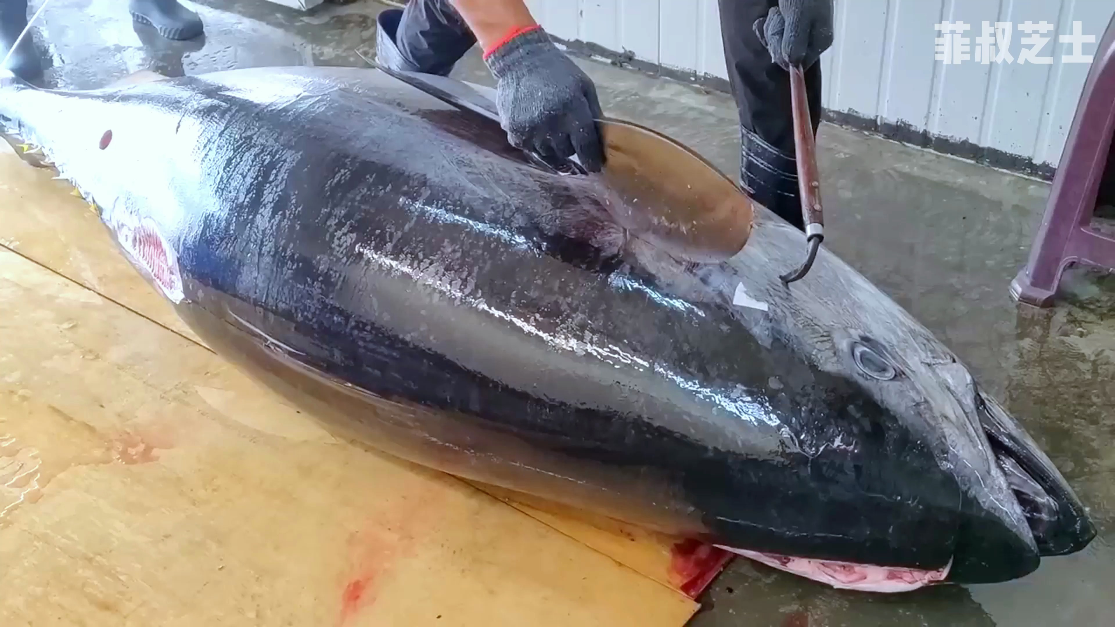 一场大部分人没看过的视觉享受,500斤重的金枪鱼现场制作生鱼片
