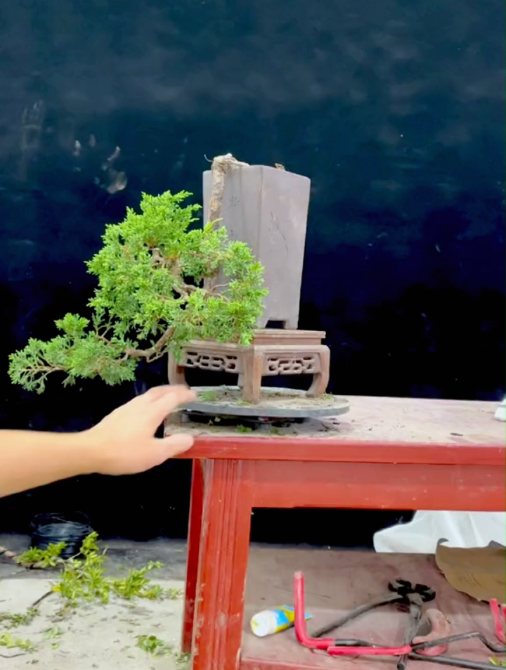 一棵济州真柏小素材,看我如何修剪造型成精致的悬崖盆景?