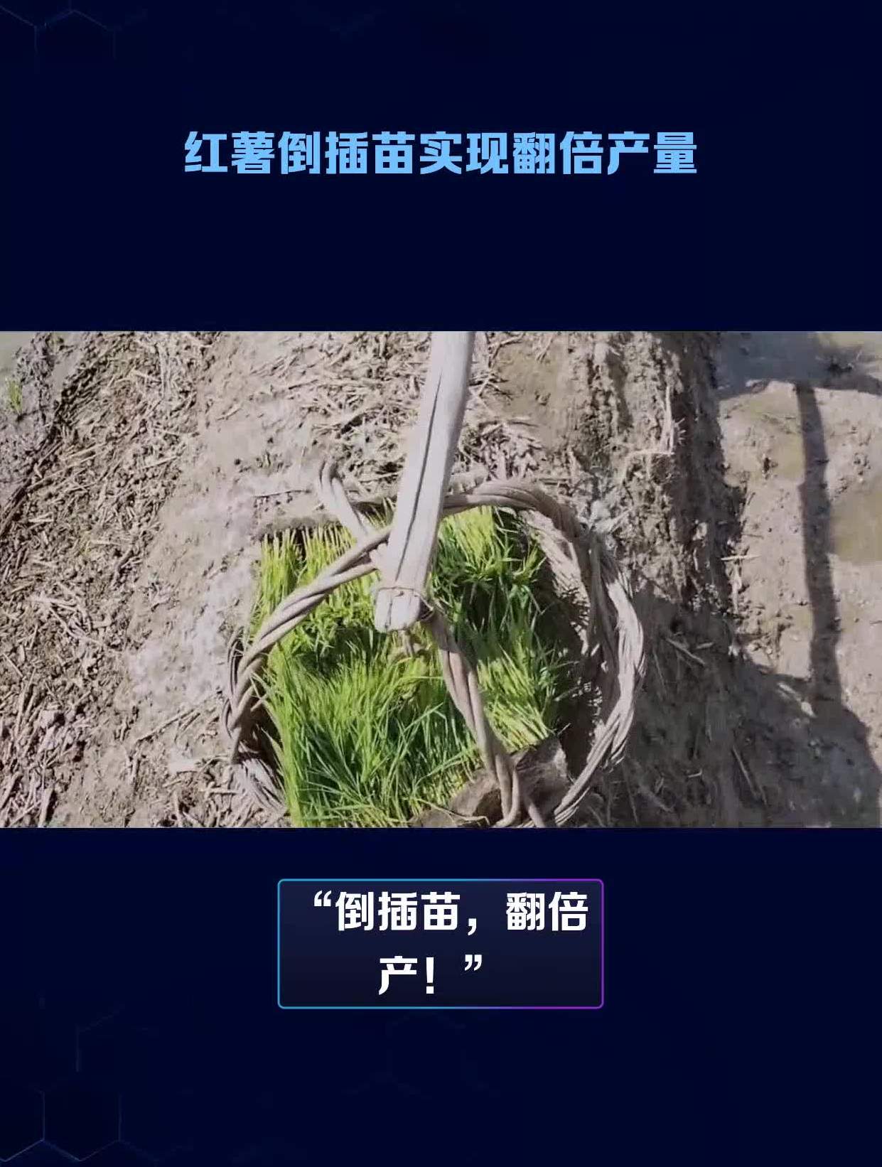 红薯倒插苗图图片