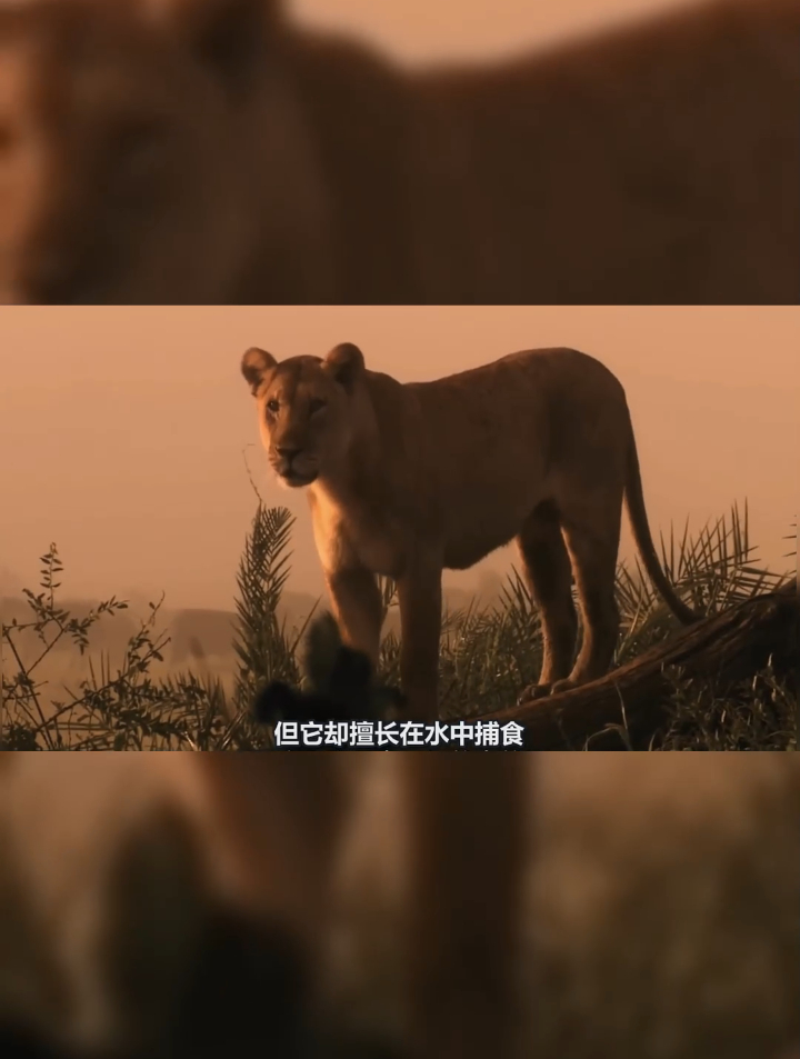 超强悍母狮马蒂陶,看到她的传奇医生,一部超级震撼的动物纪录片-度小