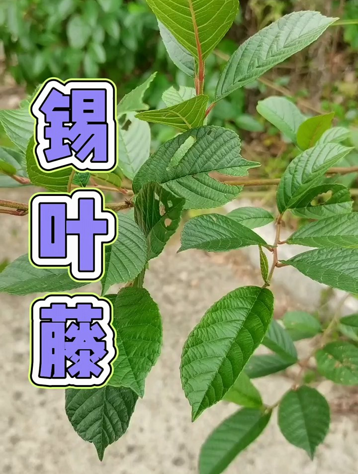 植物科普:锡叶藤,长生长于灌丛或树林中,它浑身上下都是宝!