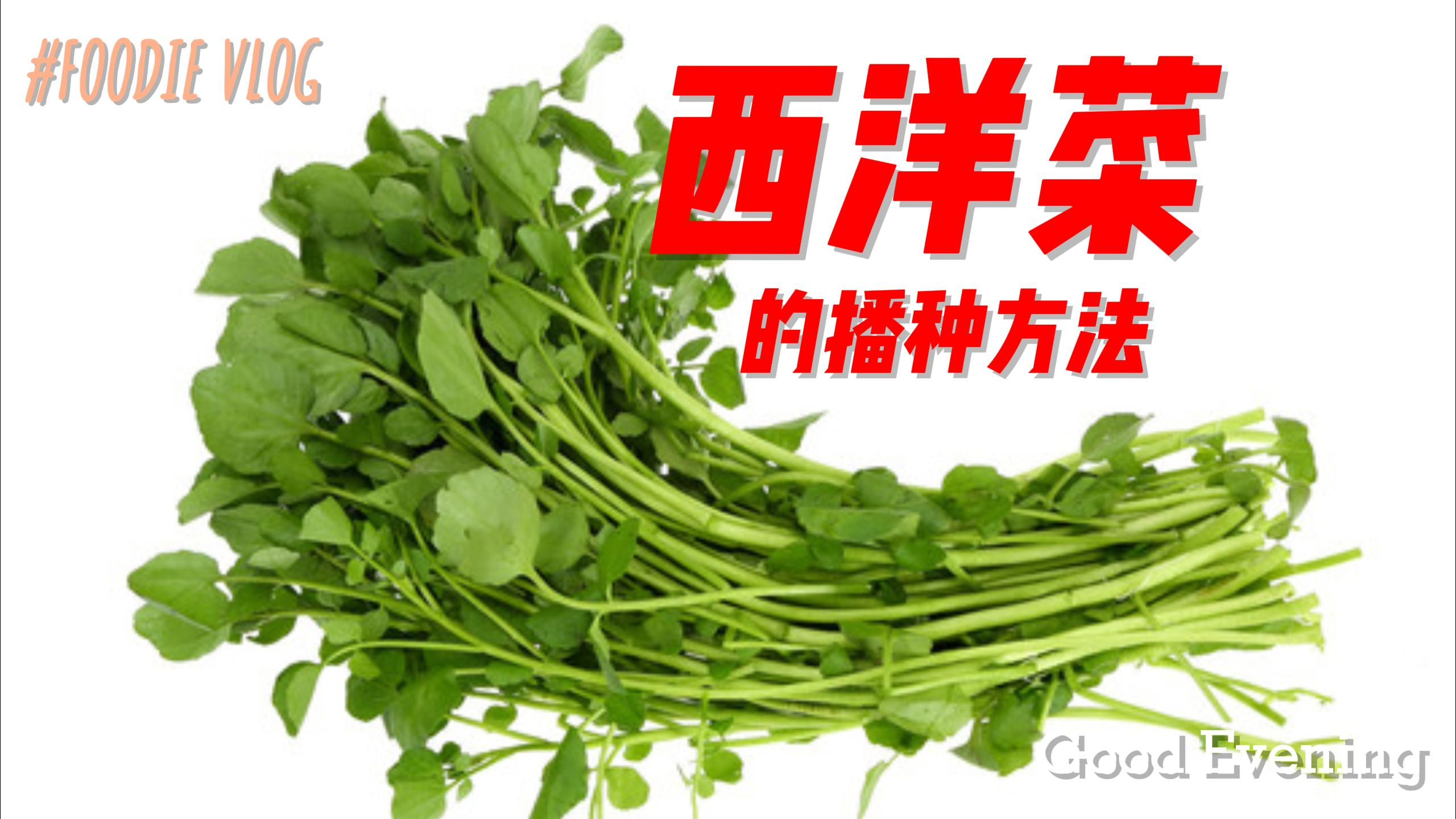 一分钟学会西洋菜播种,10天左右出苗