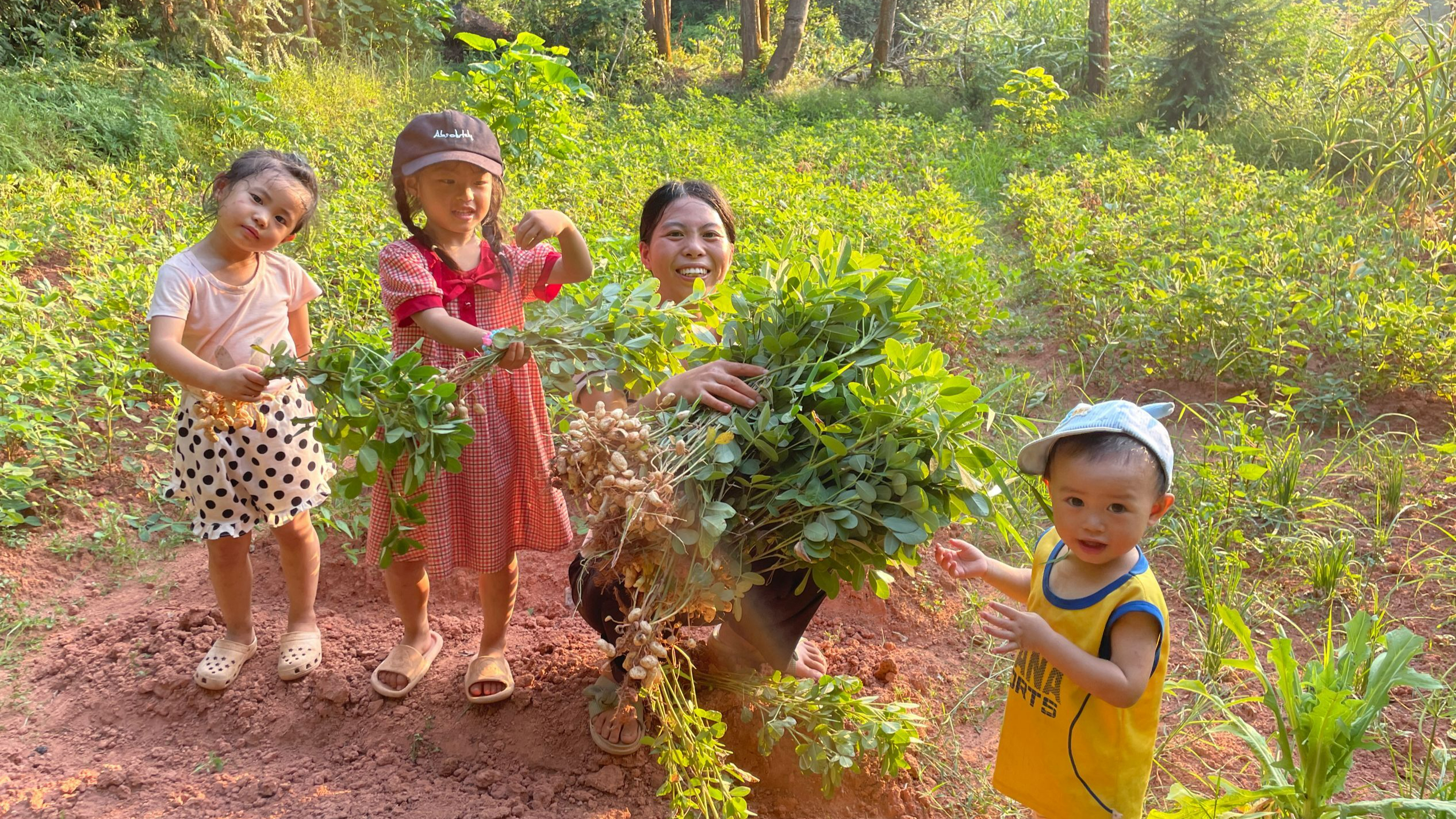 农村菜地拔花生,孩子们各种闹腾,开心快乐的田间生活!