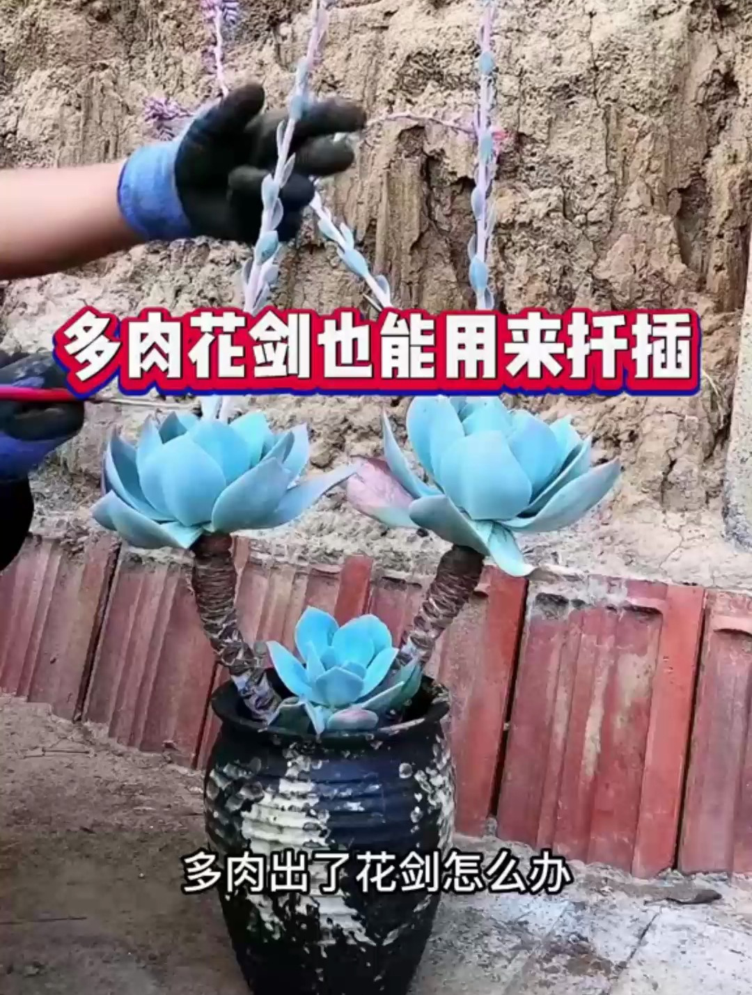 多肉的花剑也能用来扦插,你学会了吗?-度小视