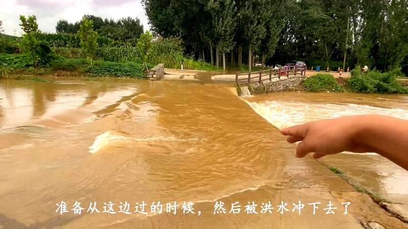 山东临沂下了一天雨,河里又发大水了,部分庄稼泡在水里,这咋办,三农,农民生活,好看视频