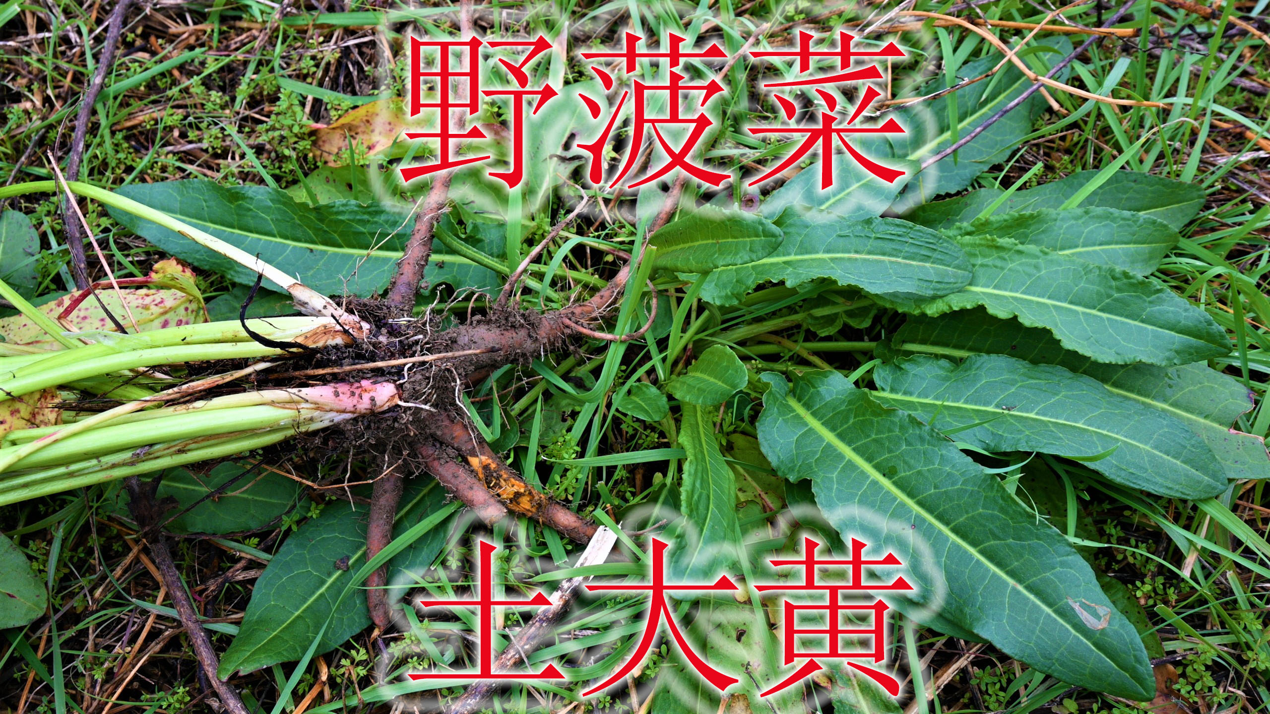 农村野菠菜学名“酸模”,别称“土大黄”,植物有3大用途