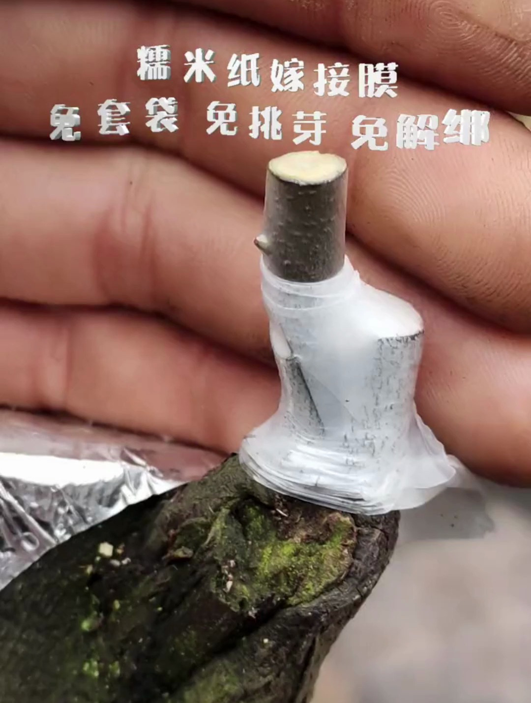 使用糯米纸嫁接膜,可以免套袋免挑芽免解绑,能节约人工成本!