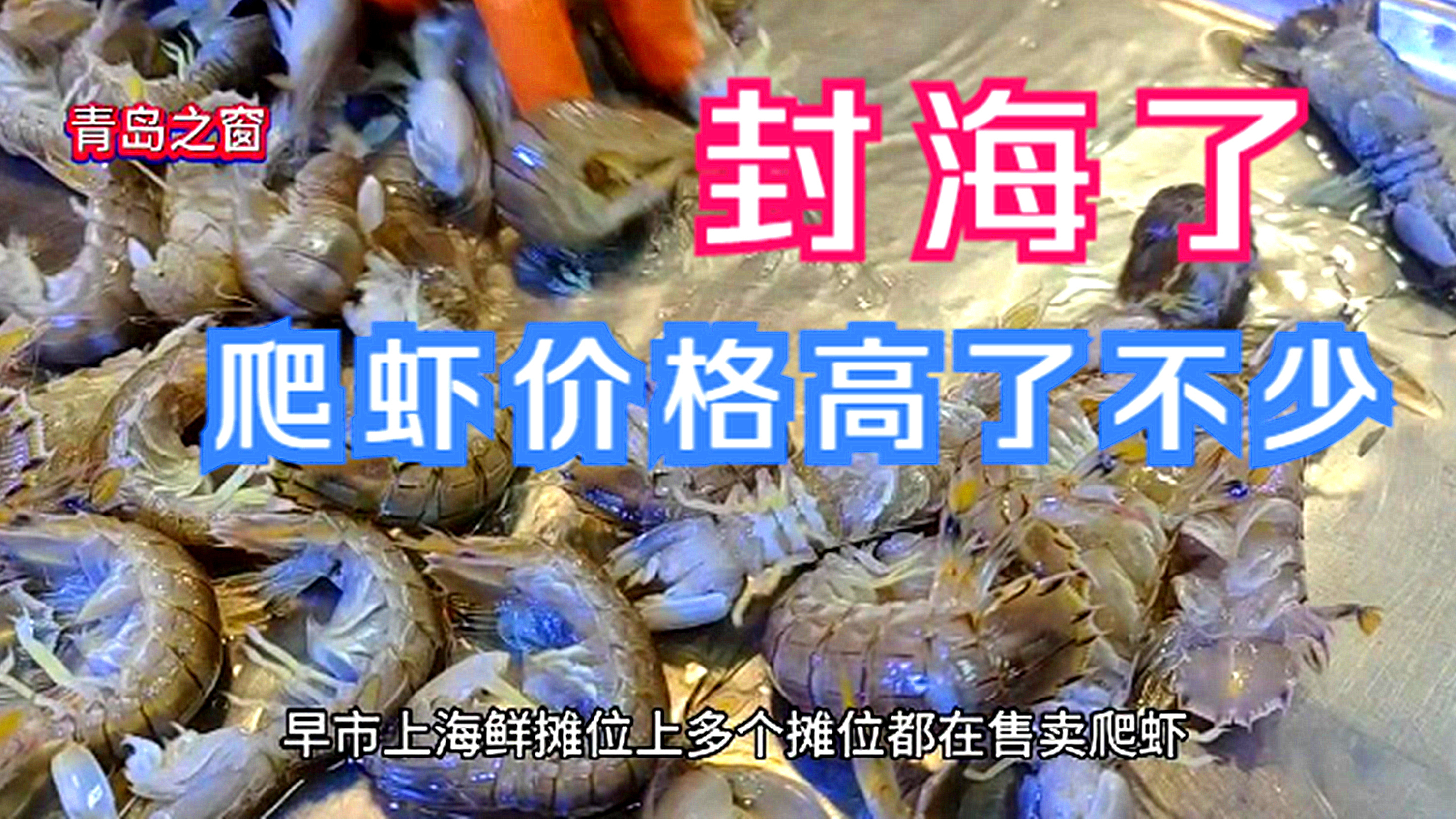 进入封海季,在青岛早市,爬虾价格高了不少,批发价80元左右一斤