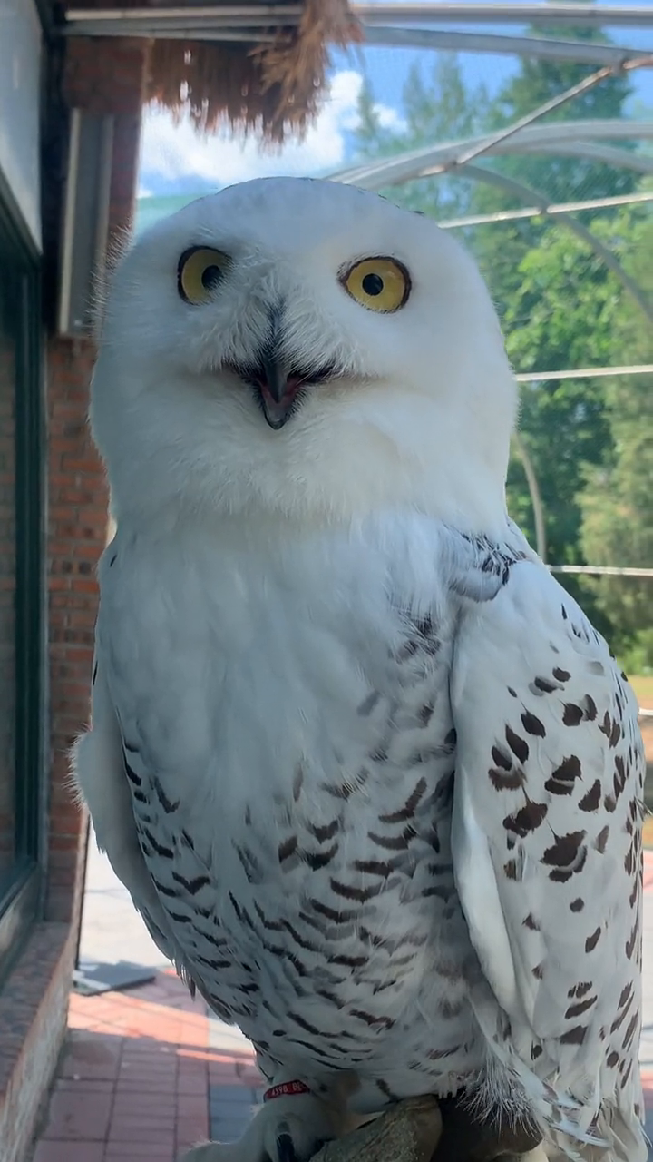 你们还记得那只叫海德薇的猫头鹰吗?我就是海德薇本薇!-度小视