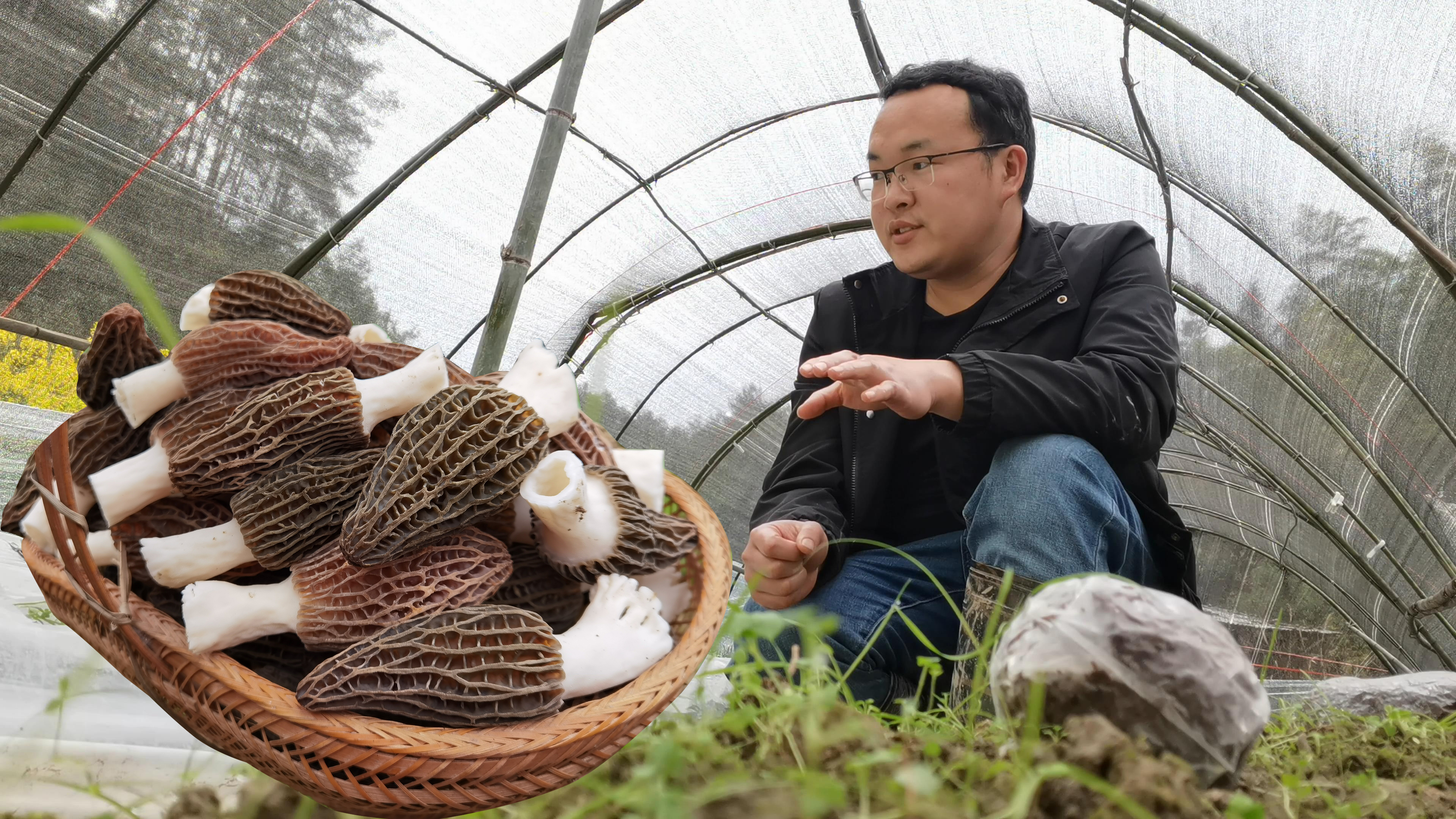 羊肚菌好种吗?我花了三个月的时间研究,并没有那么简单
