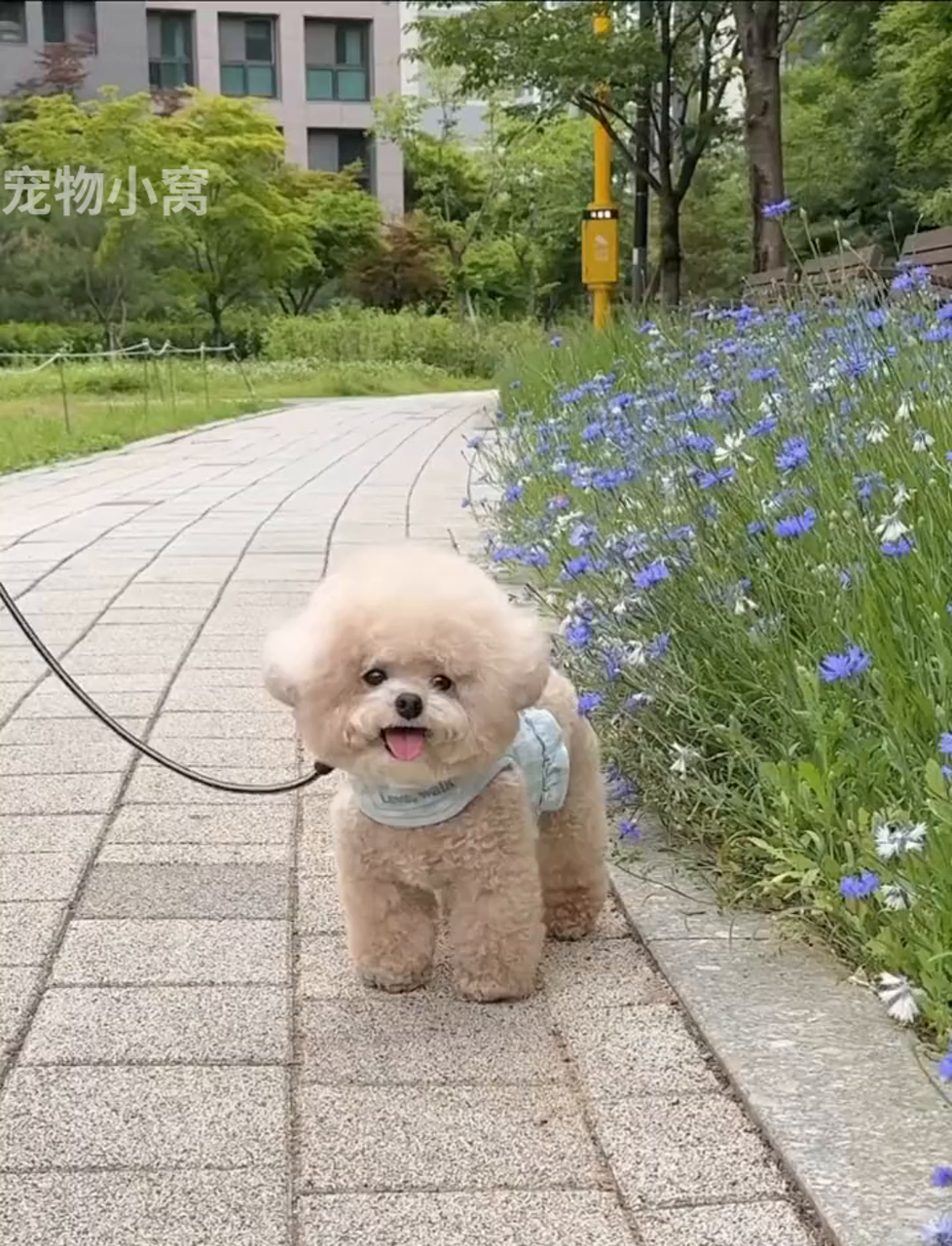 泰迪名字大全可爱男狗图片