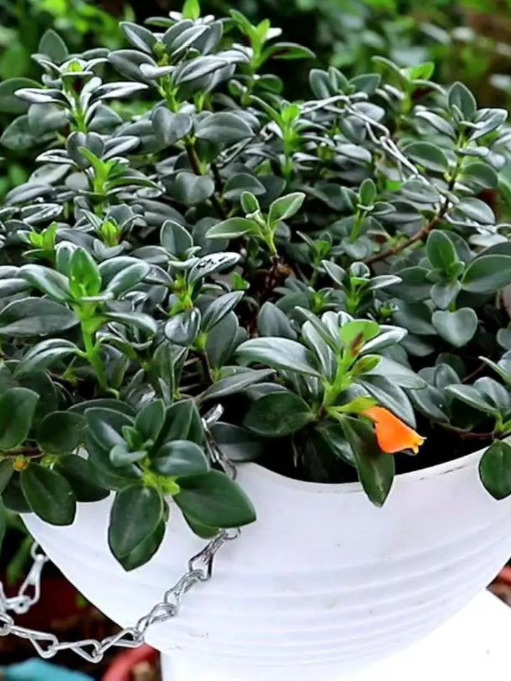 金鱼吊兰非常好看,开的一颗颗花,像小金鱼一样