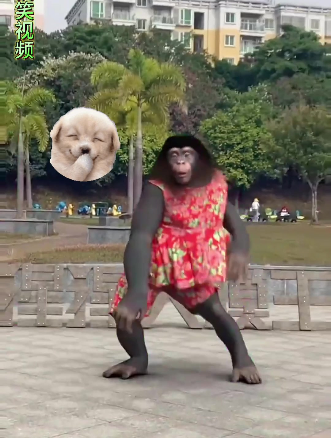 这个穿花衬衫的大猩猩,居然会跳舞