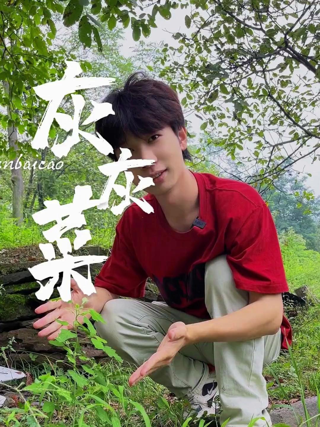 植物科普:它是我认为最好吃的野菜之一,你有吃过吗?