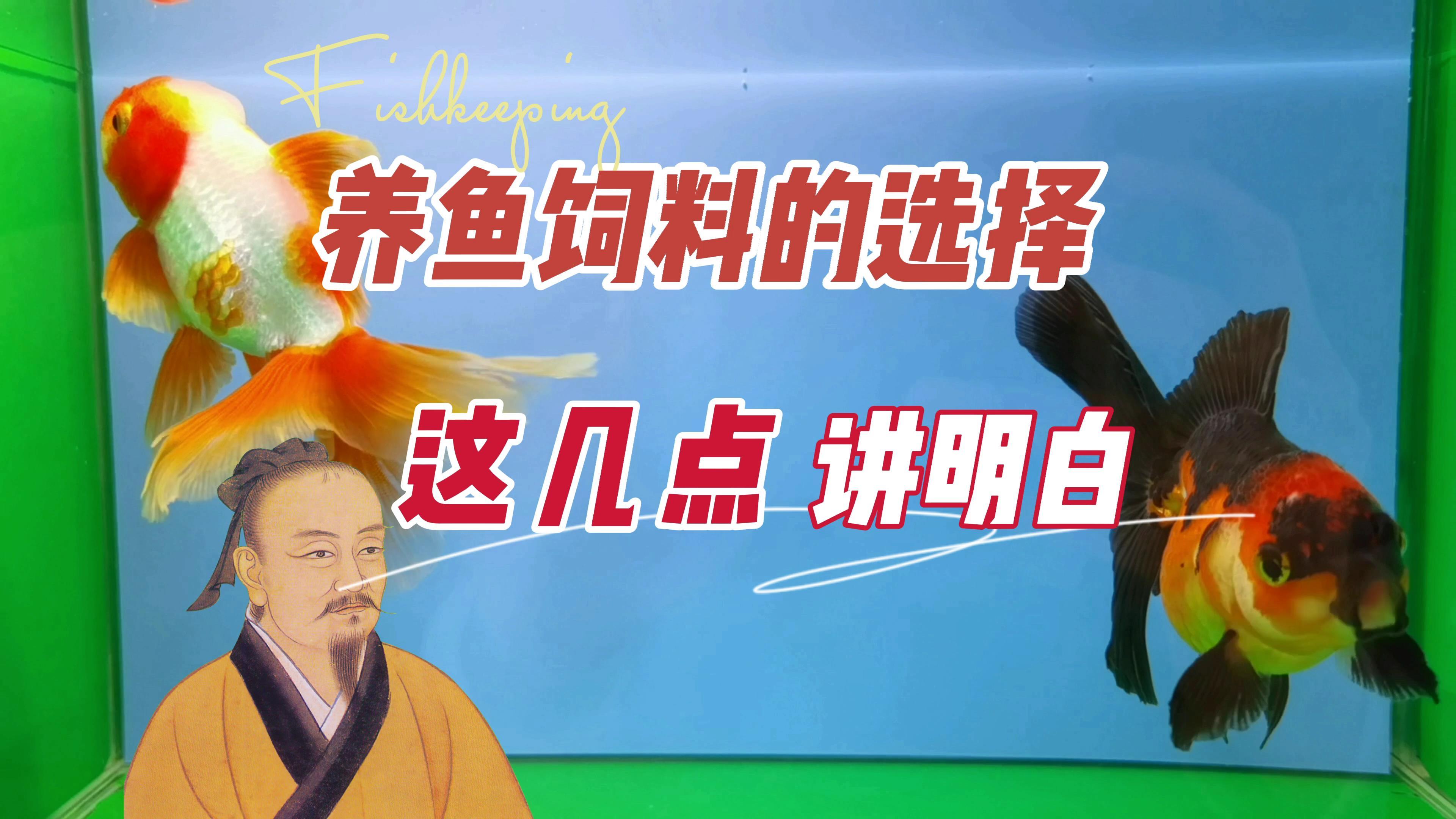 养鱼喂食饲料的选择,这几点讲明白:养鱼笔记第3季42集