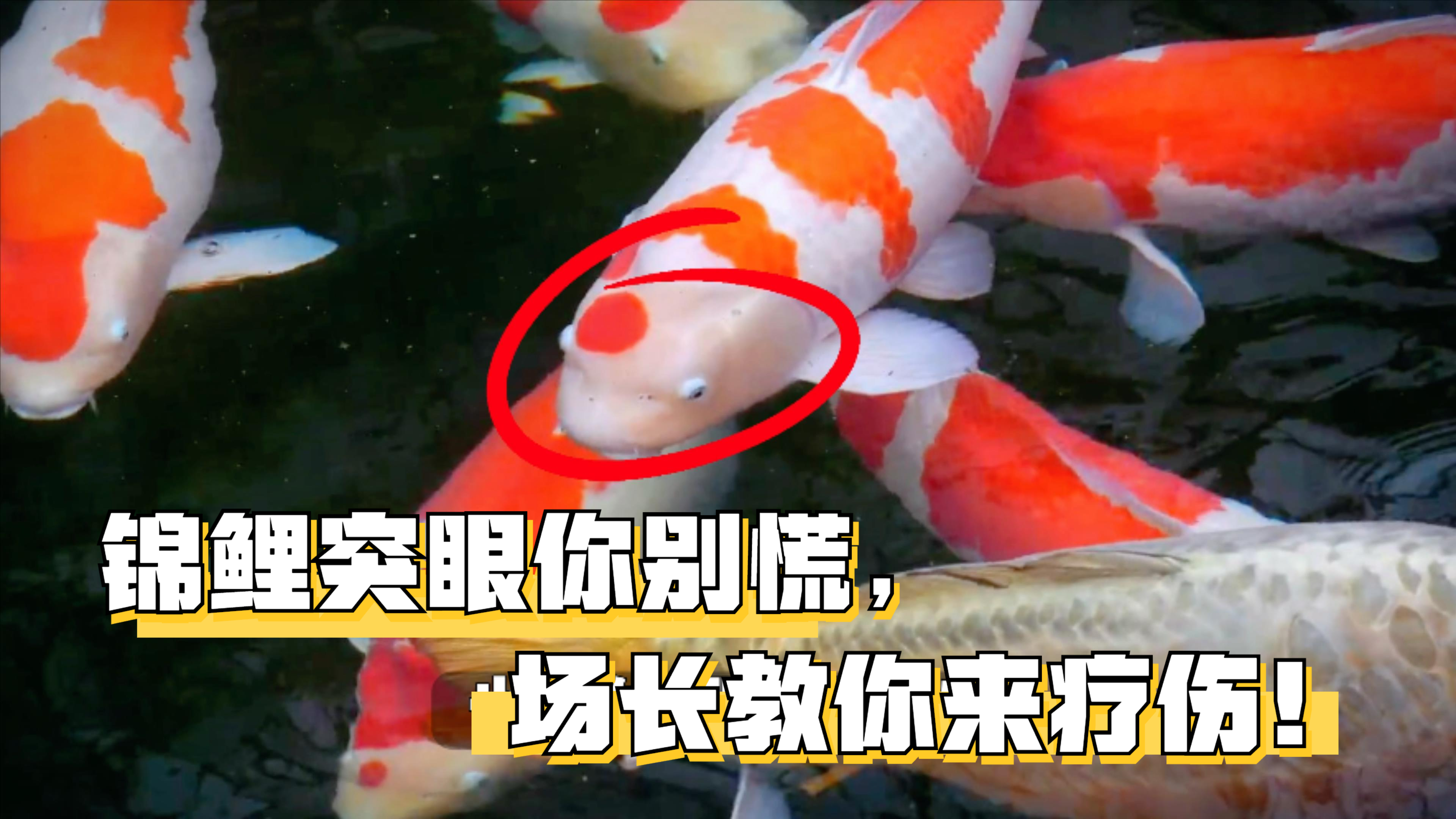 锦鲤突眼了怎么办?别担心!场长教你如何治疗锦鲤突眼病