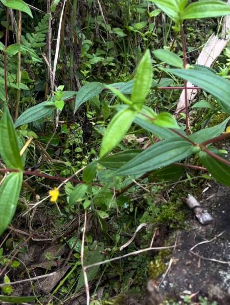 植物科普:农村阴沟一野草,人称糯米团你认识它吗?-度小视