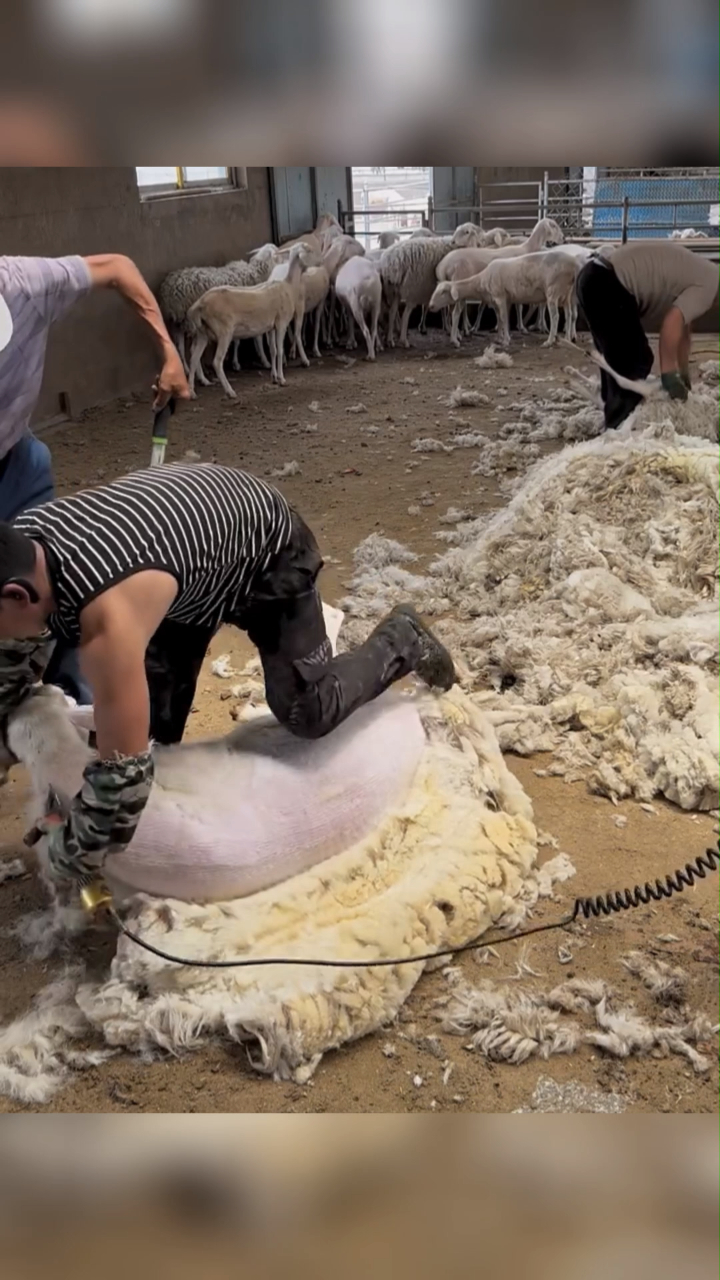 给羊剃毛感觉太爽了,我都浑身清爽了