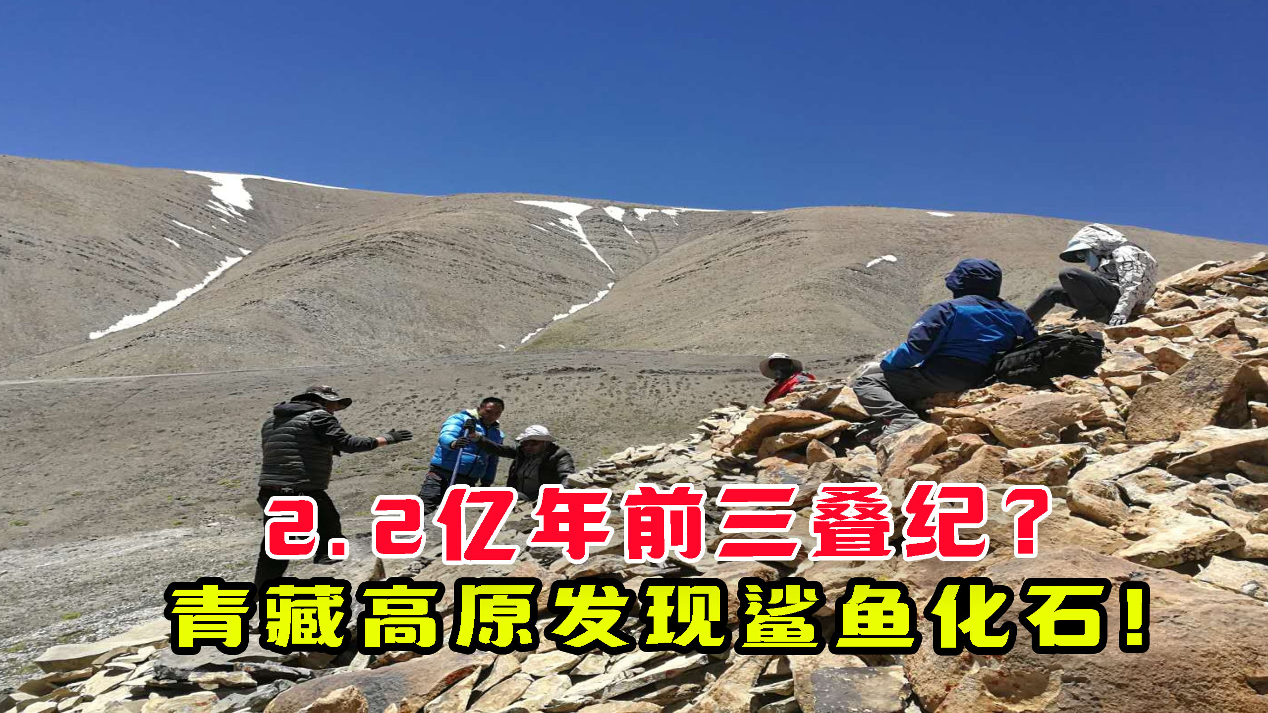 三叠纪的秘密?2.2亿年前的鲨鱼?青藏高原发现鲨鱼化石!