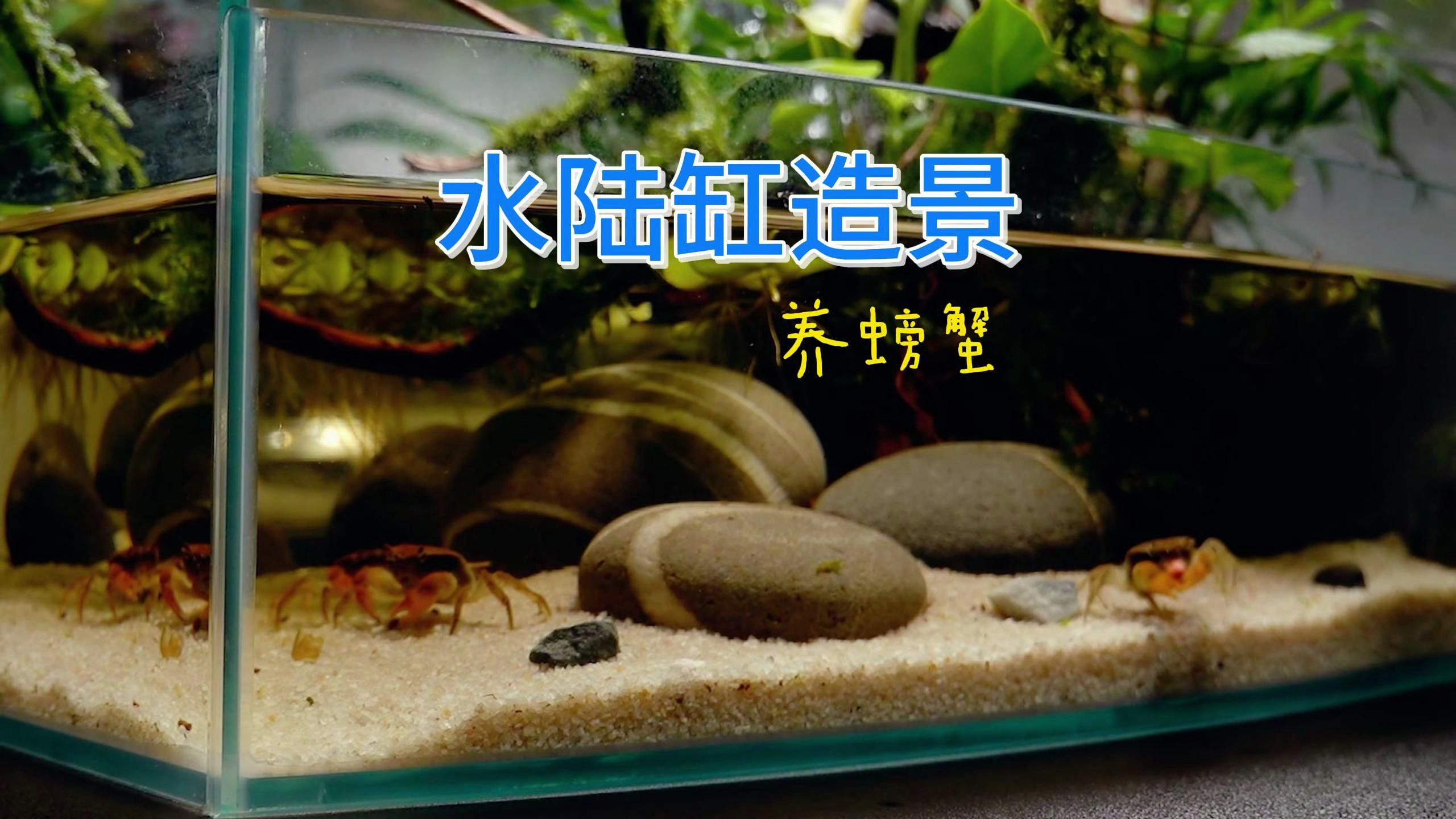 打造一个简单水陆缸,养几只螃蟹不知道效果怎么样