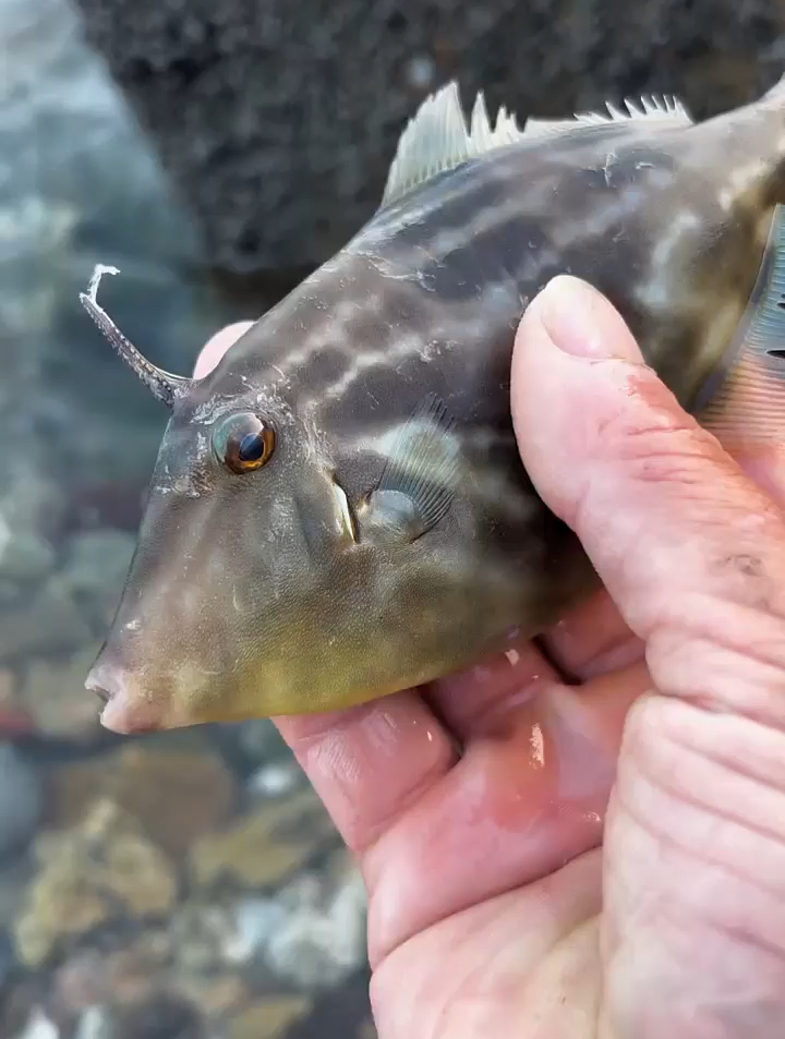 看我發現了啥?運氣太好了居然發現了一隻頭上長角的可愛魚-度小視